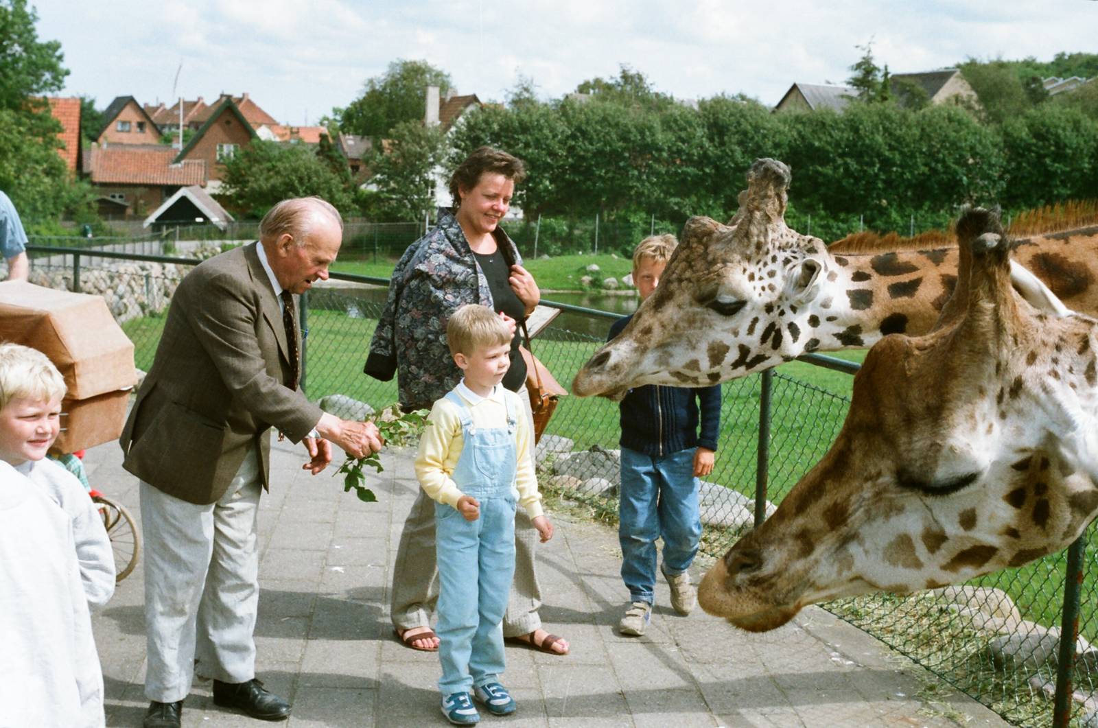 Aalborg Zoo 1986 - Giraffe feeding