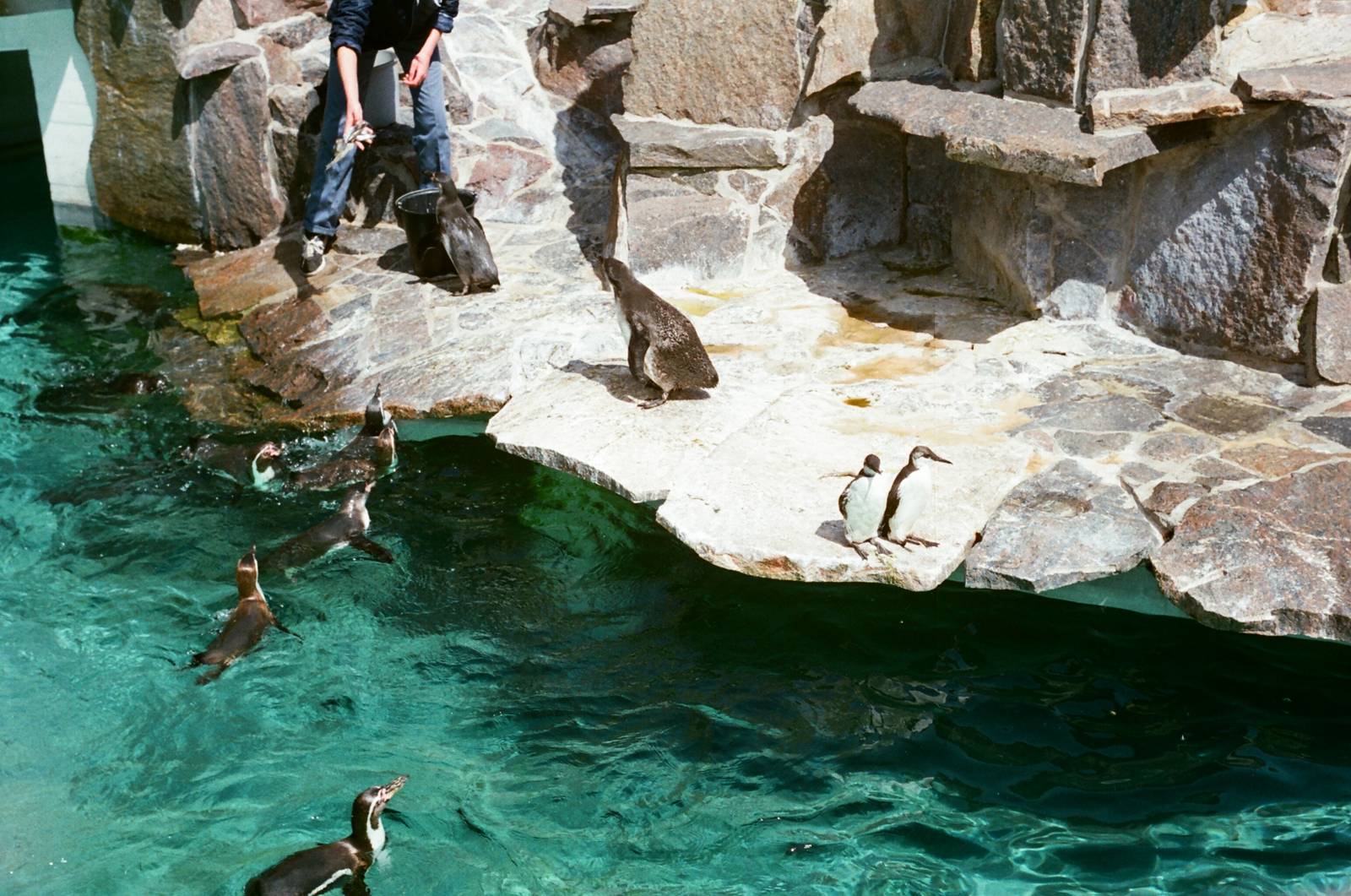 Aalborg Zoo 1986 - Humboldt Penguin feeding