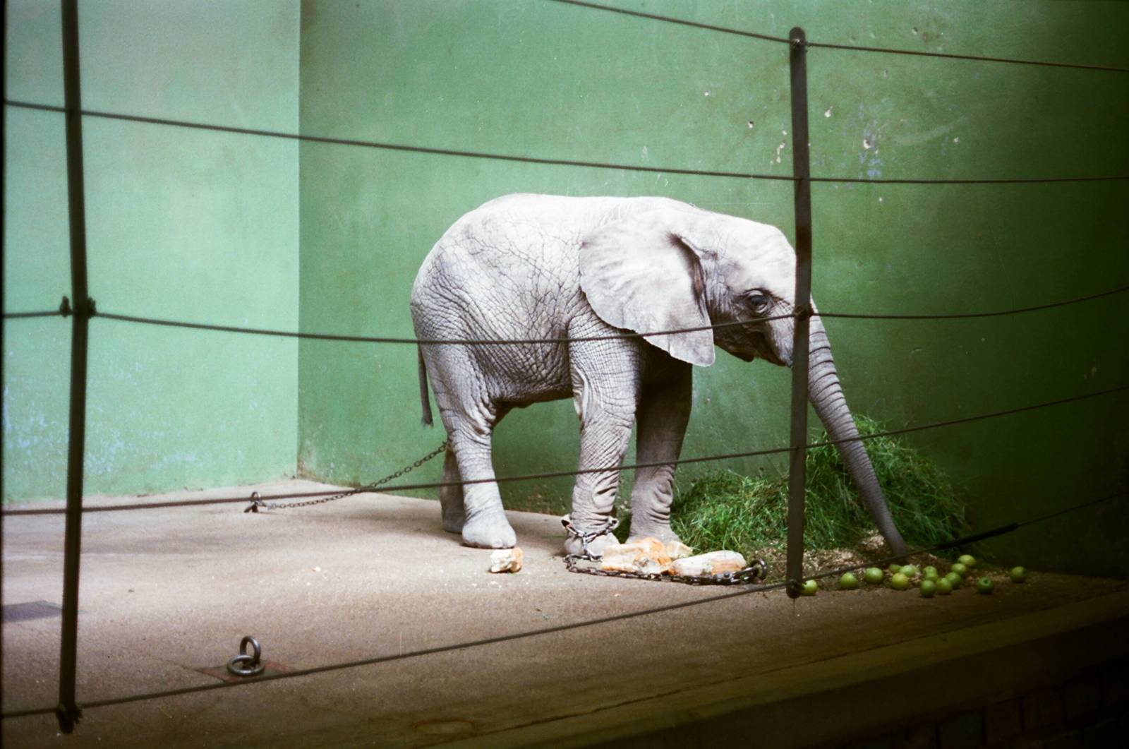 Aalborg Zoo 1986 - Inside the elephant house