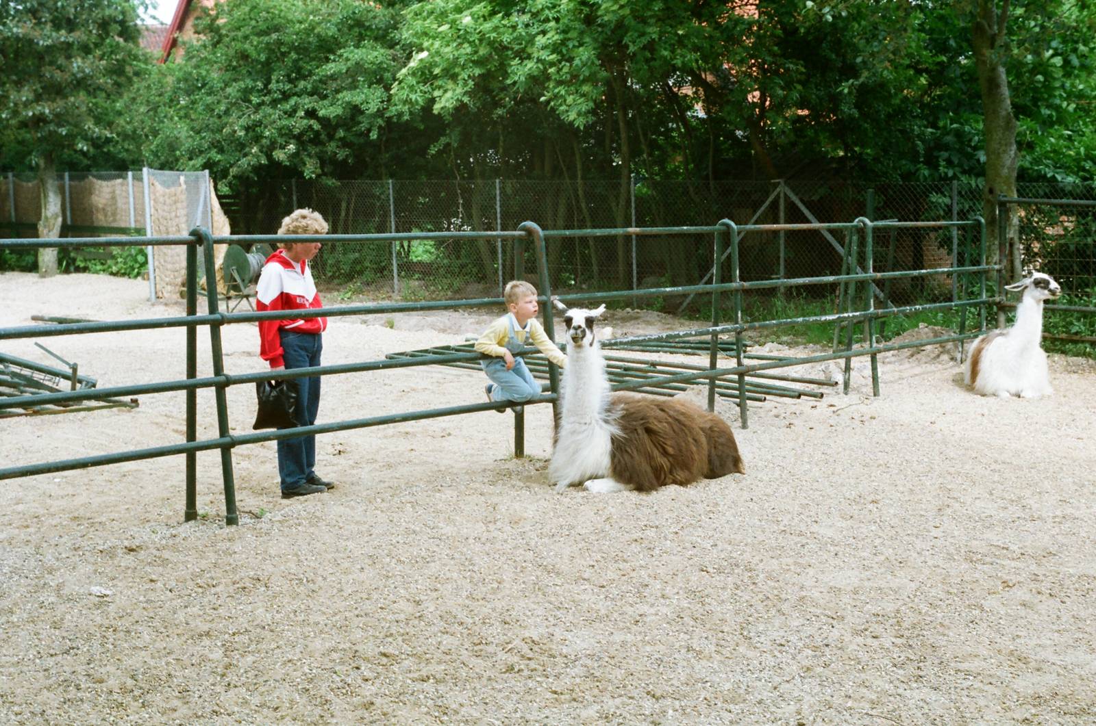 Aalborg Zoo 1986 - Llama enclosure