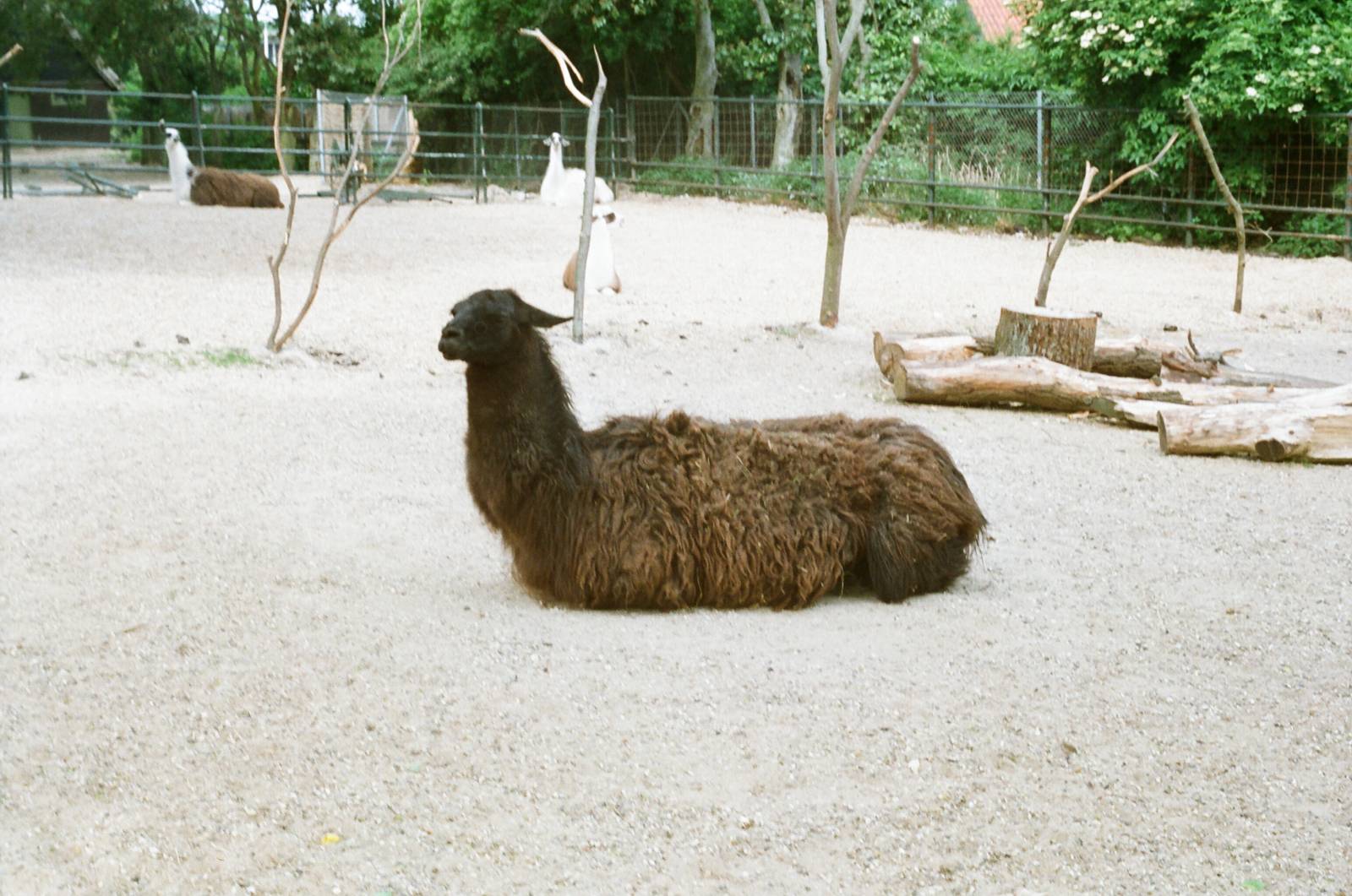 Aalborg Zoo 1986 - Llamas