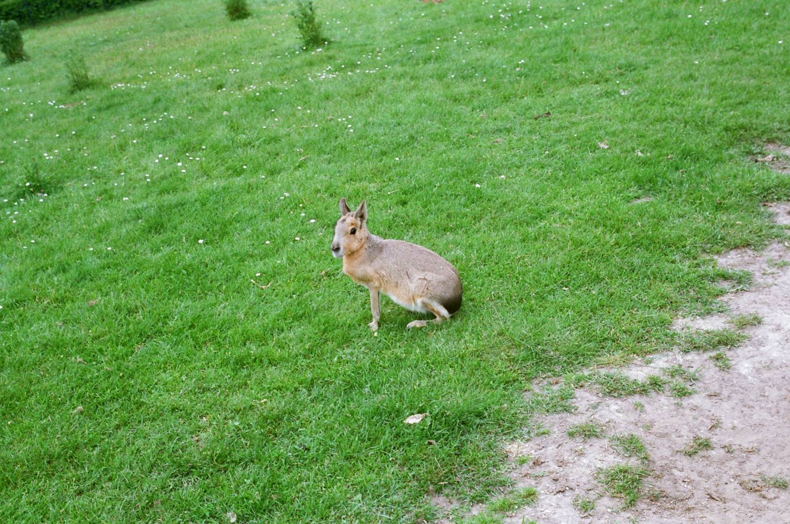Aalborg Zoo 1986 - Mara