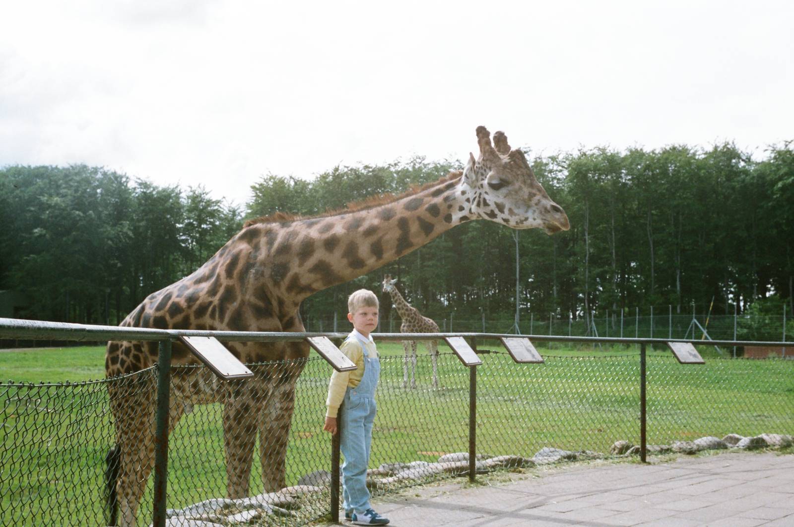 Aalborg Zoo 1986 - Me and Giraffe