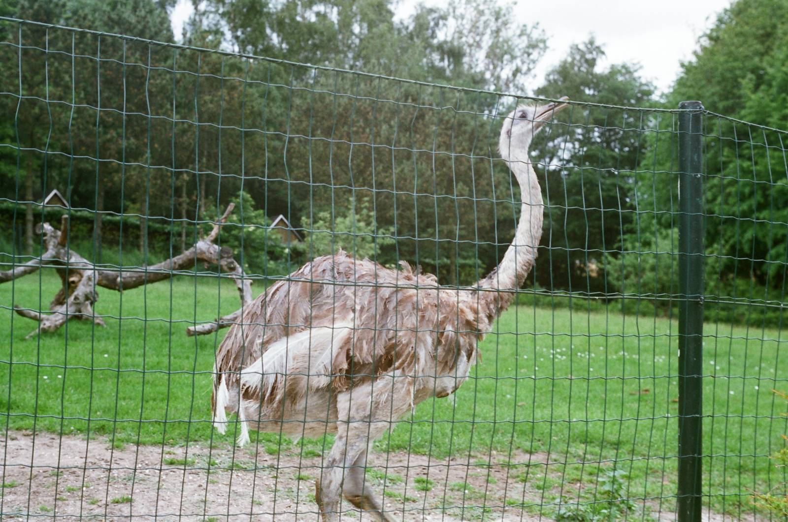 Aalborg Zoo 1986 - Nandu enclosure