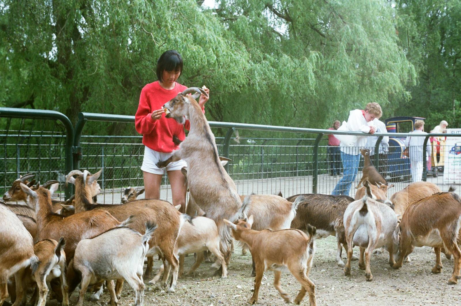 Aalborg Zoo 1986 - Petting Zoo