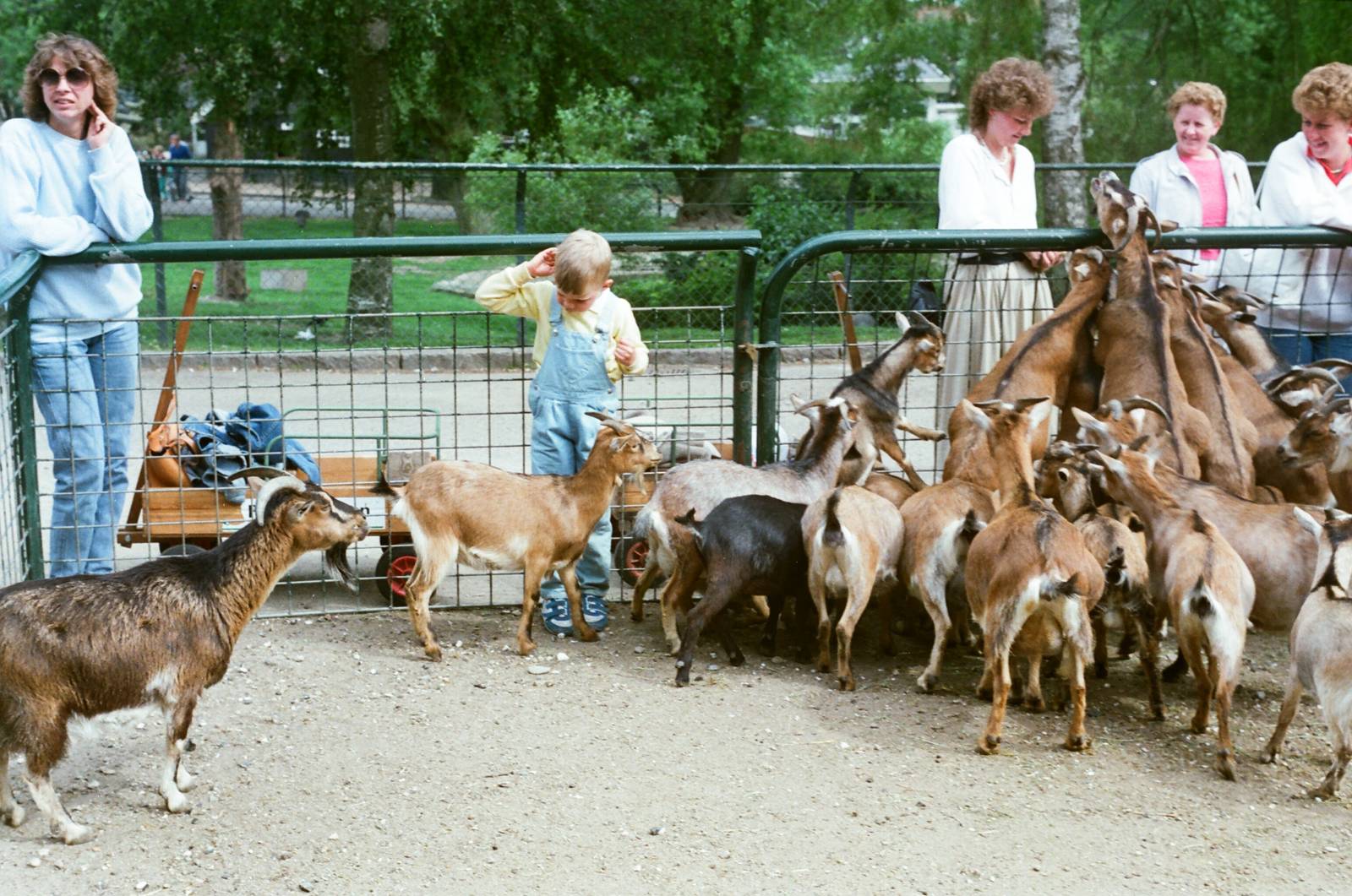 Aalborg Zoo 1986 - Petting Zoo