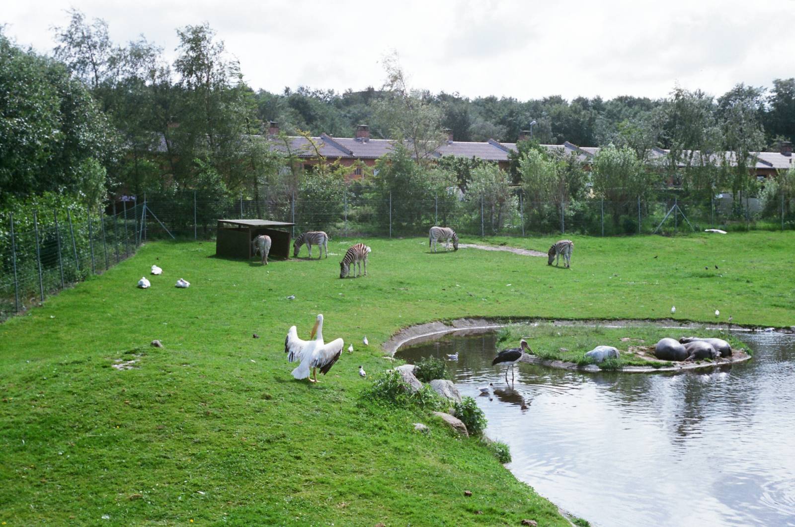 Aalborg Zoo 1986 - Savannah