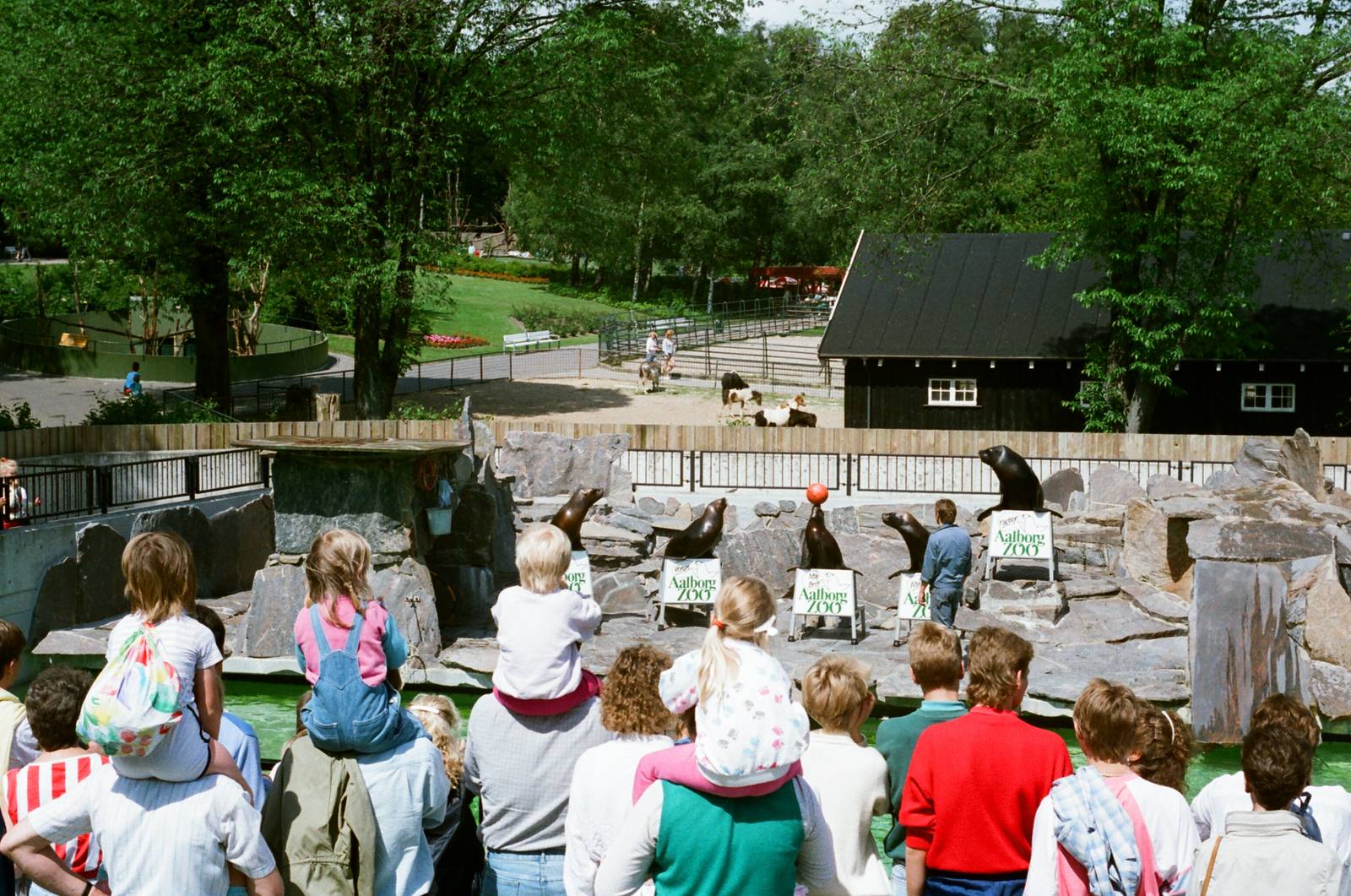 Aalborg Zoo 1986 - Sea Lion feeding