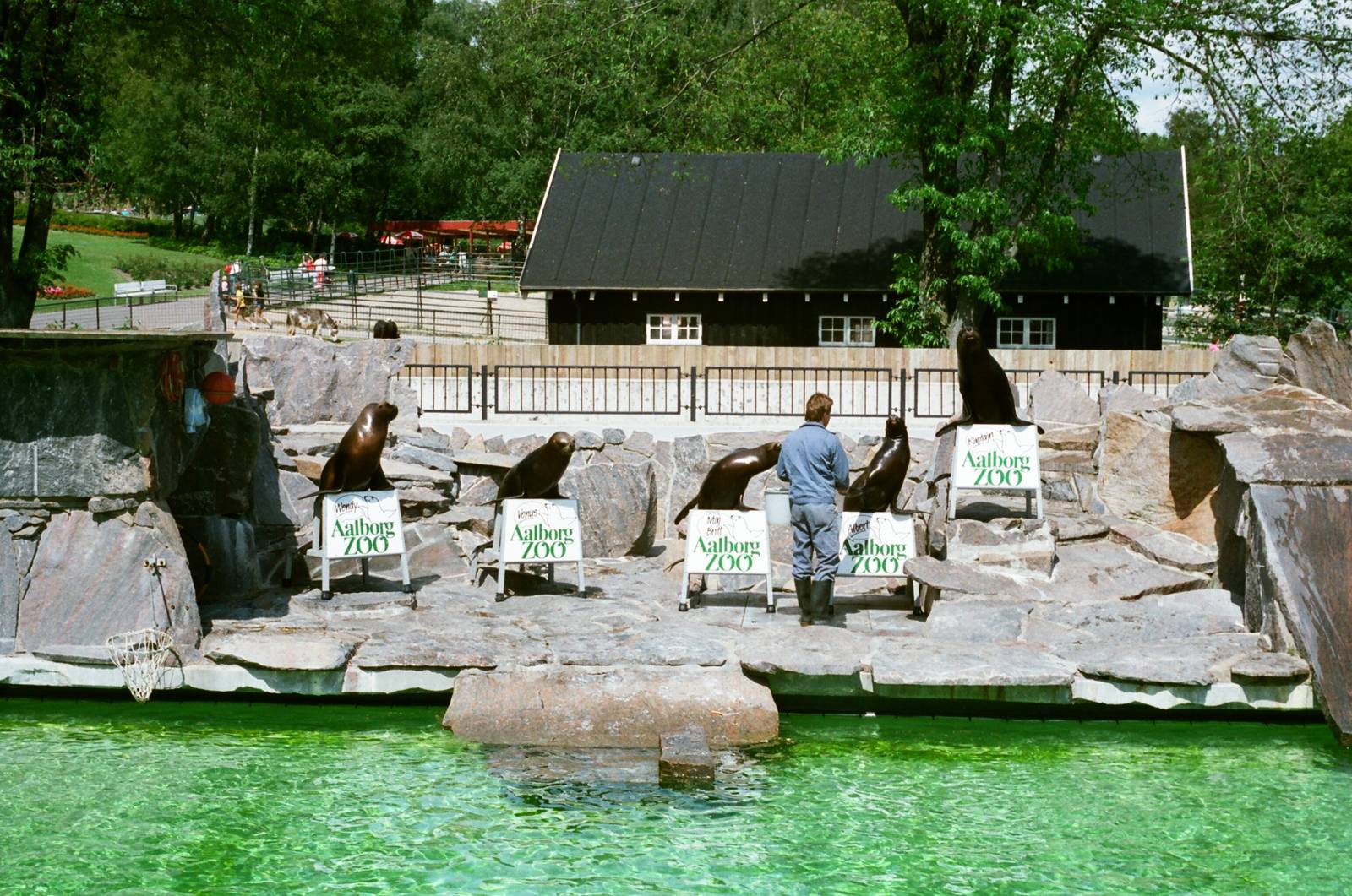 Aalborg Zoo 1986 - Sea Lion feeding