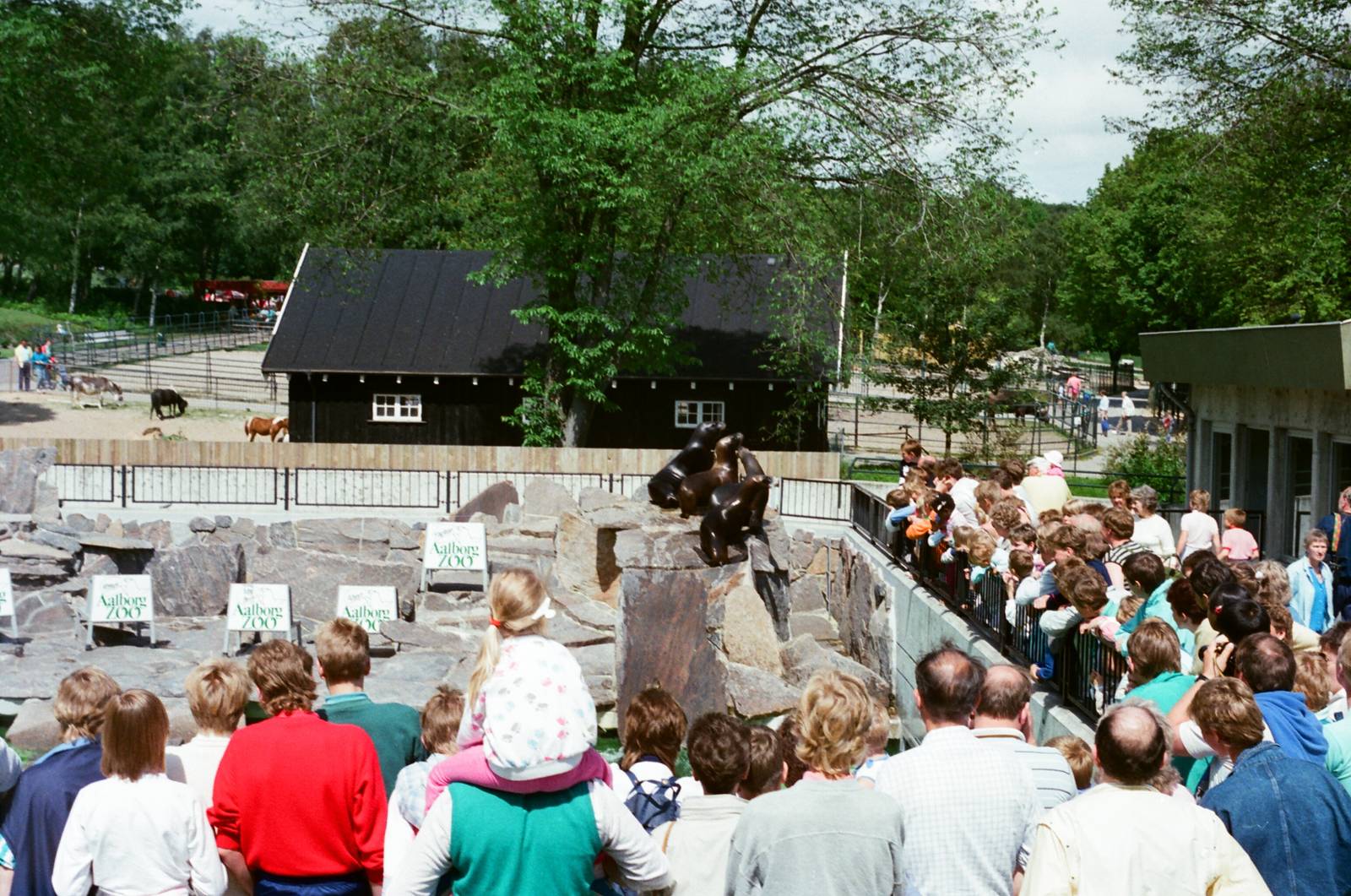 Aalborg Zoo 1986 - Sea Lion feeding