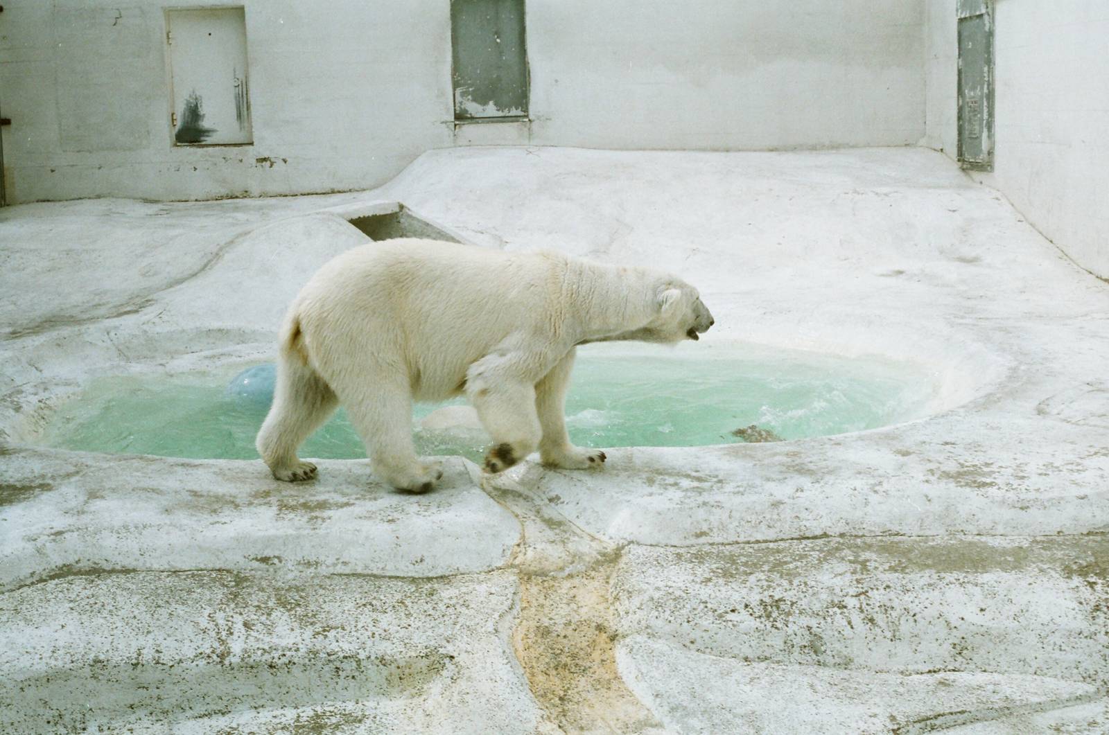 Aalborg Zoo 1986 - Second Polar Bear exhibit