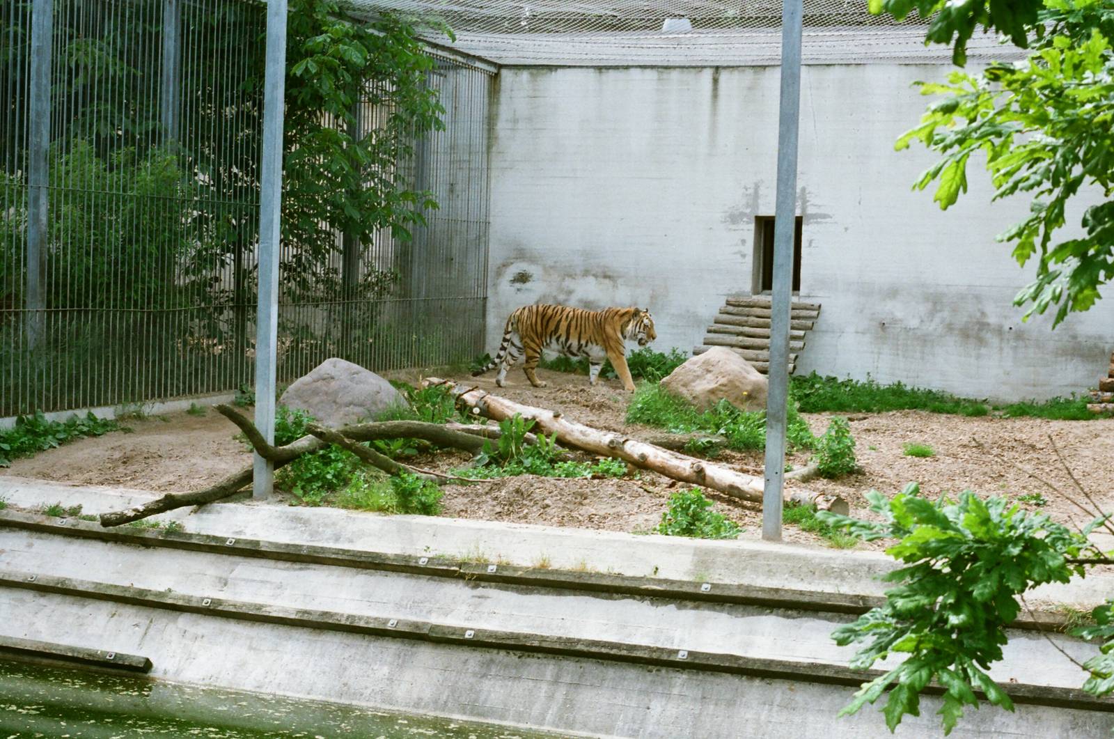 Aalborg Zoo 1986 - Siberian Tiger exhibit