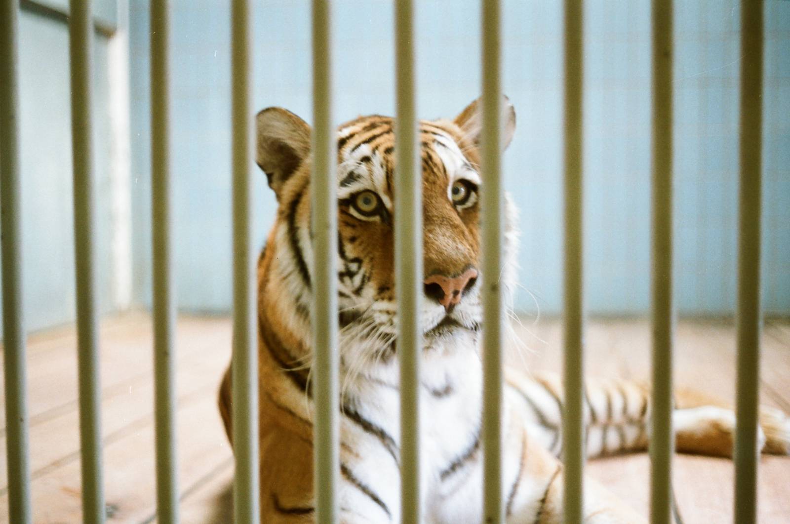 Aalborg Zoo 1986 - Siberian Tiger