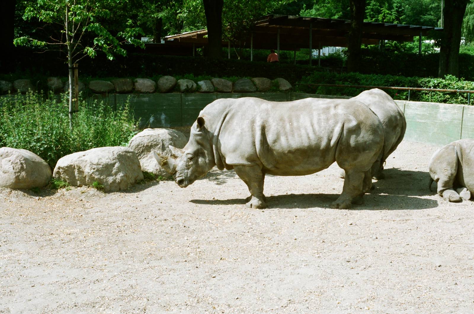 Aalborg Zoo 1986 - White Rhinoceros exhibit