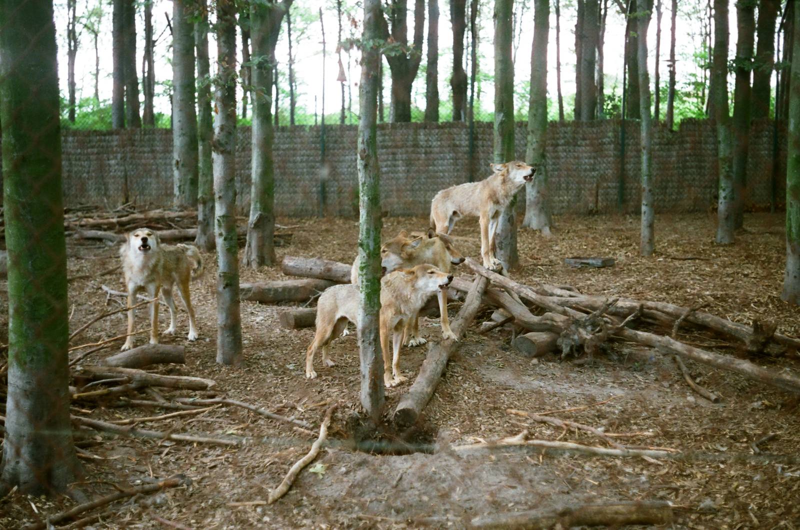 Aalborg Zoo 1986 - Wolf enclosure