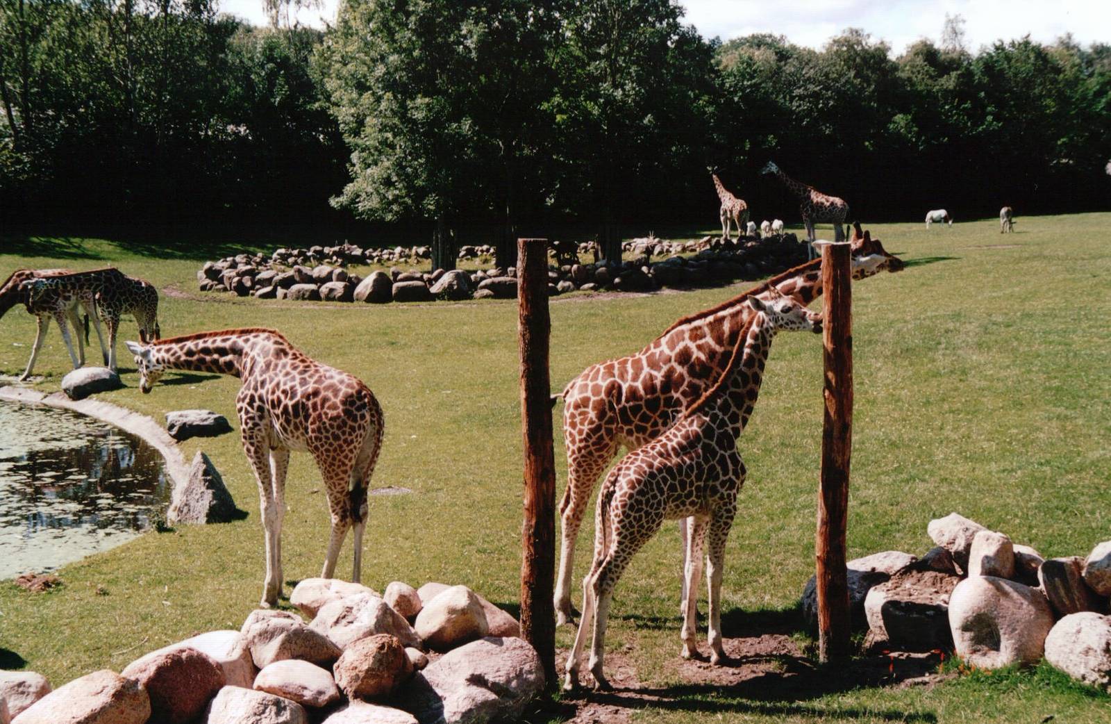 Aalborg Zoo 2002 - African Savannah