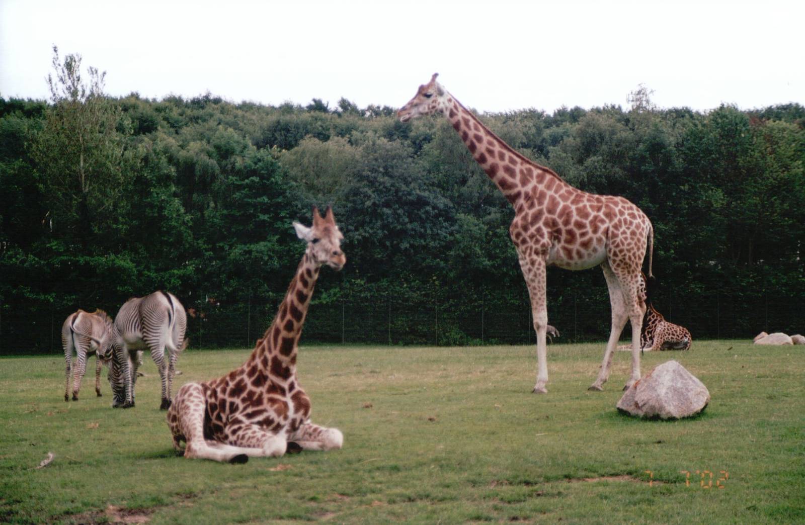 Aalborg Zoo 2002 - African Savannah