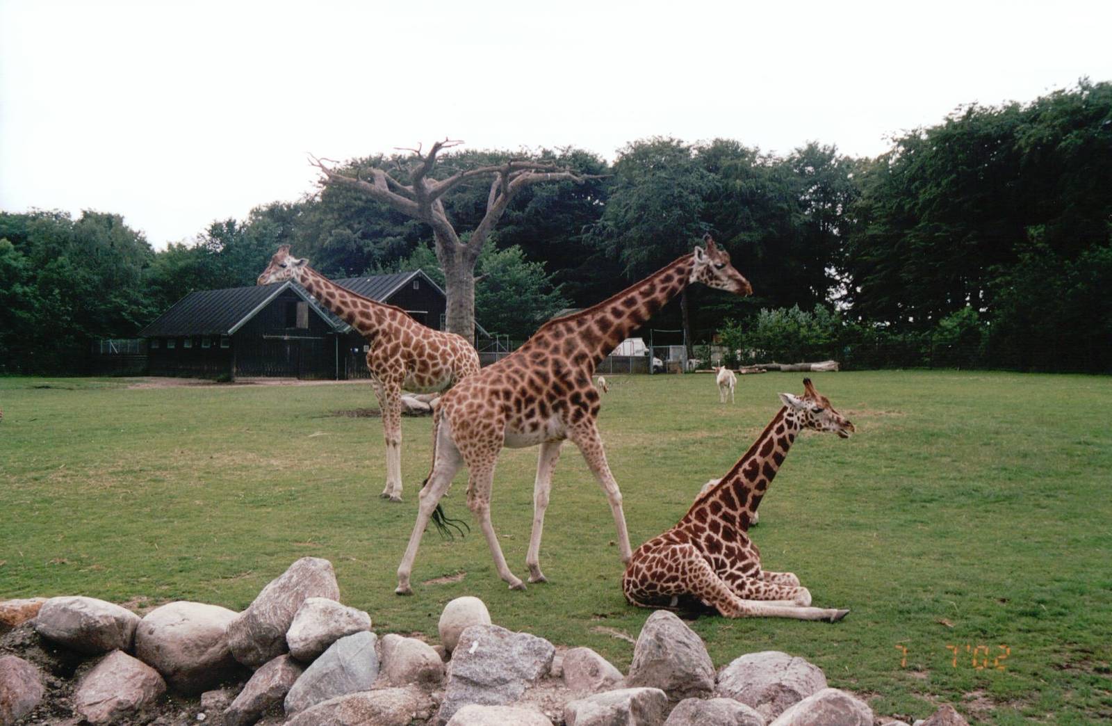 Aalborg Zoo 2002 - African Savannah