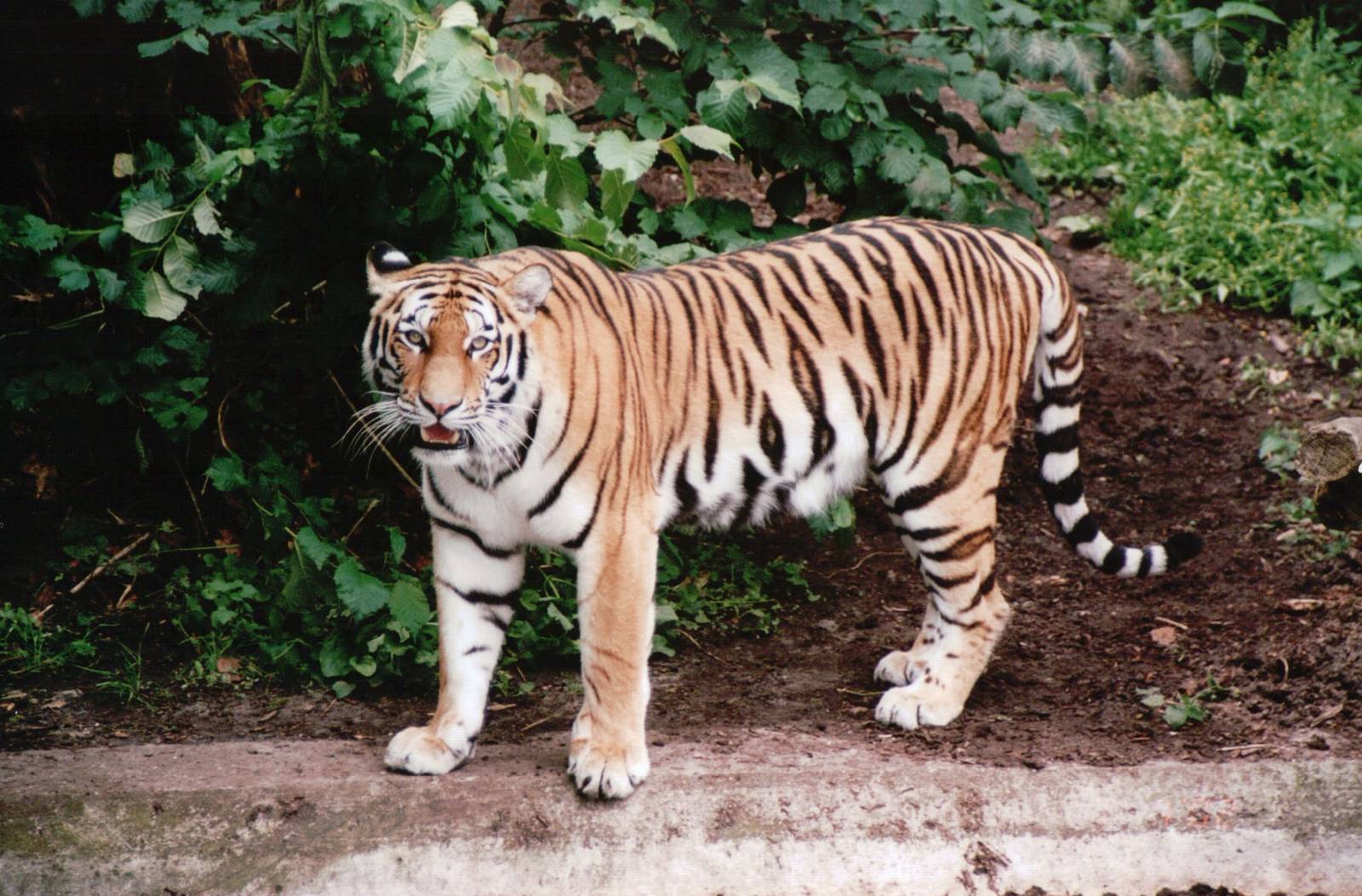 Aalborg Zoo 2002 - Amur Tiger