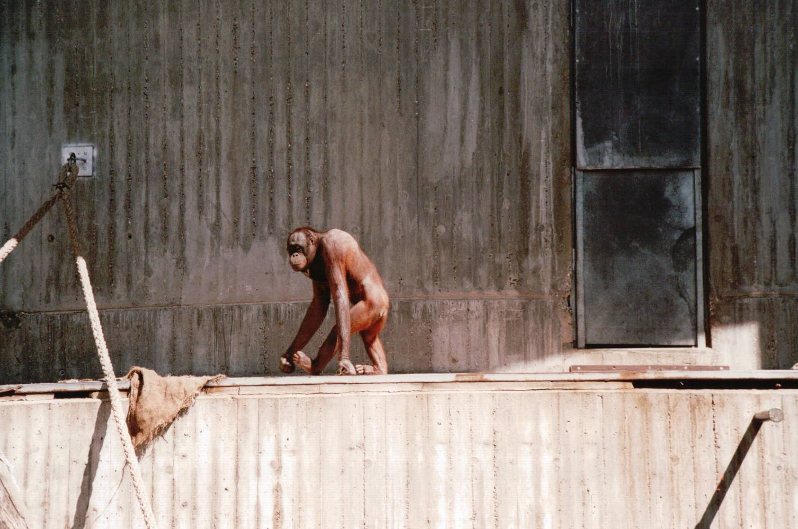 Aalborg Zoo 2002 - Bornean Orangutan