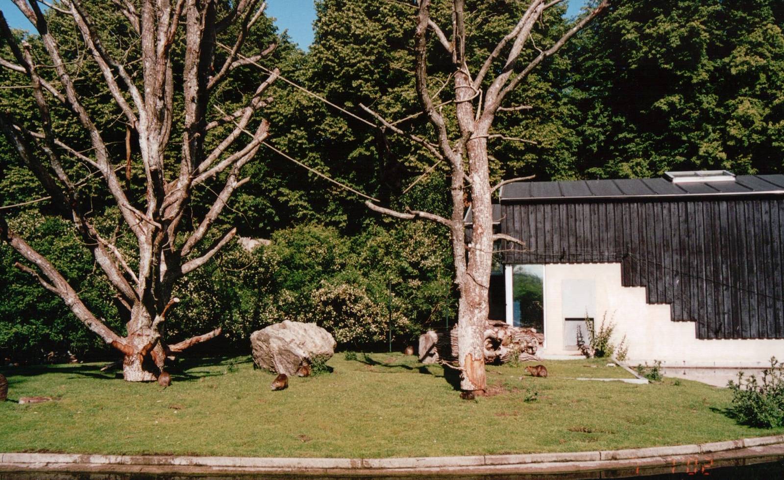 Aalborg Zoo 2002 - Brown-headed Spider Monkey and Nutria exhibit
