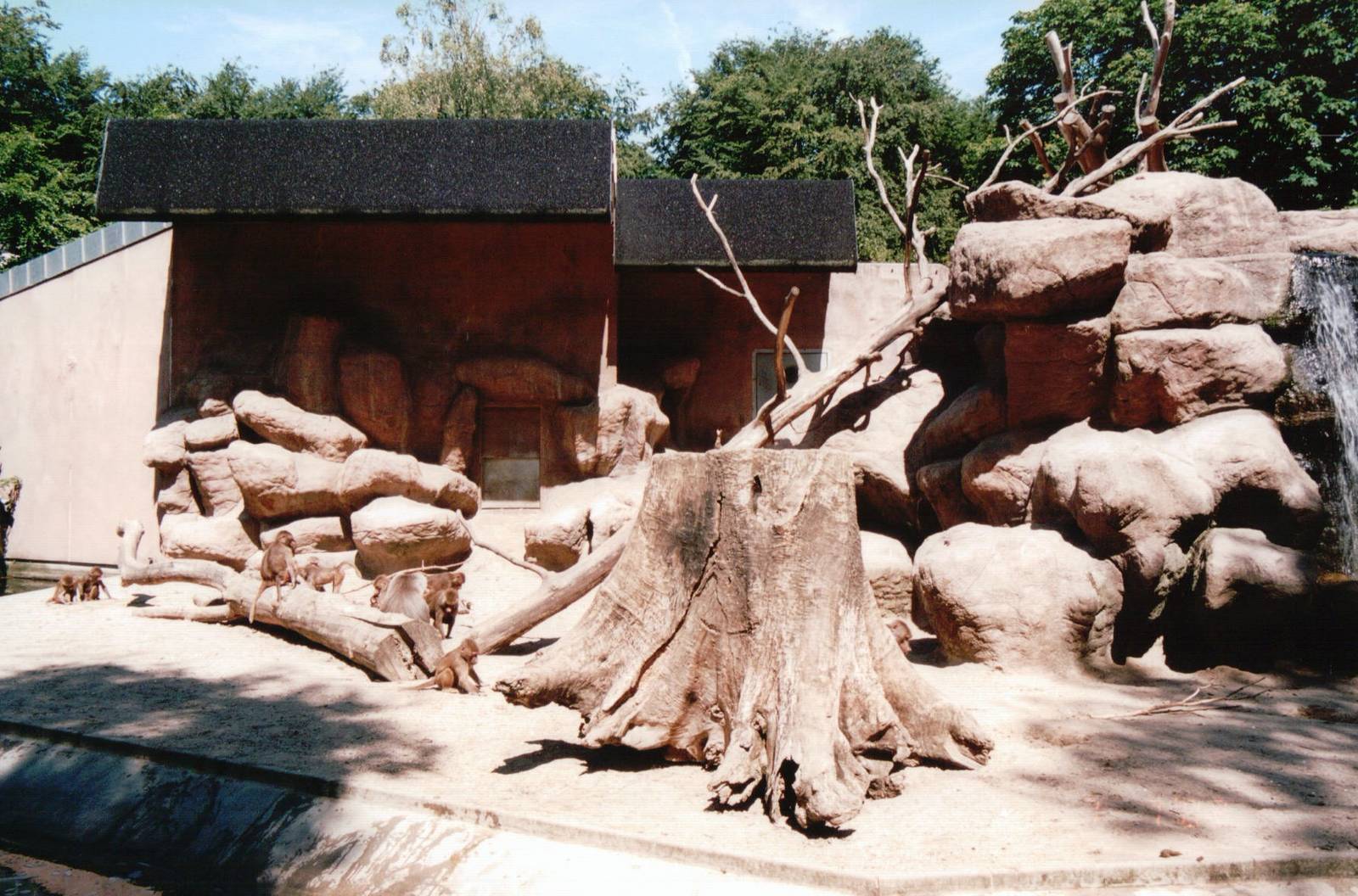 Aalborg Zoo 2002 - Hamadryas Baboon exhibit