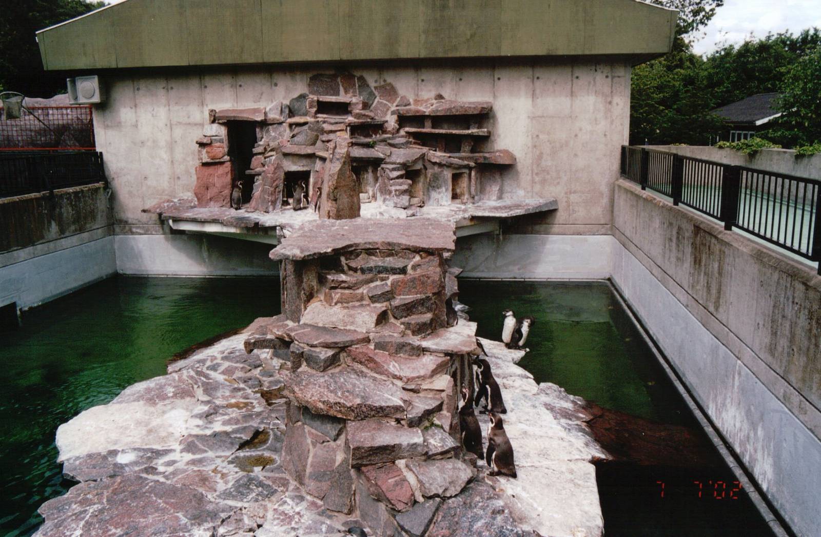 Aalborg Zoo 2002 - Humboldt Penguin exhibit
