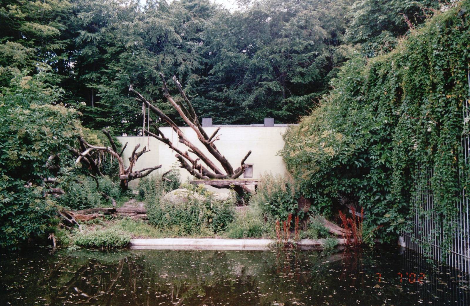 Aalborg Zoo 2002 - Part of the Amur Tiger exhibit