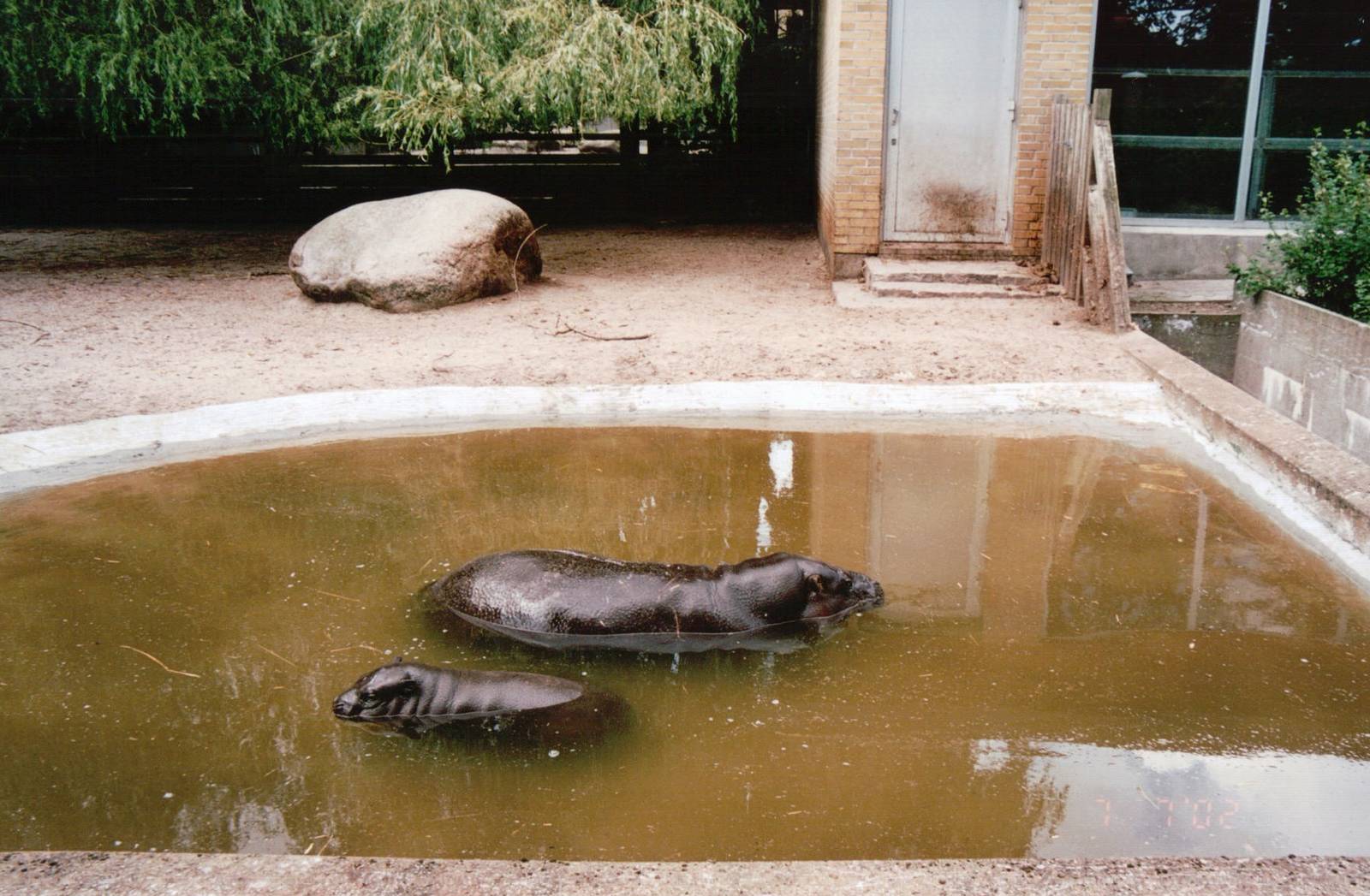Aalborg Zoo 2002 - Pigmy Hippopotamus and calf in the outdoor exhibit