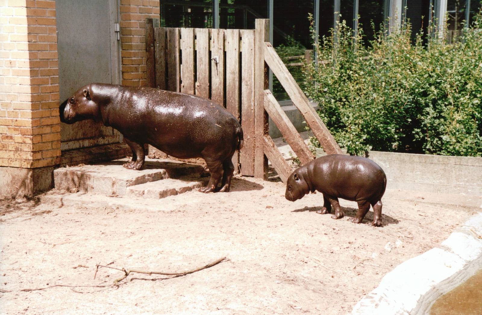 Aalborg Zoo 2002 - Pigmy Hippopotamus and calf