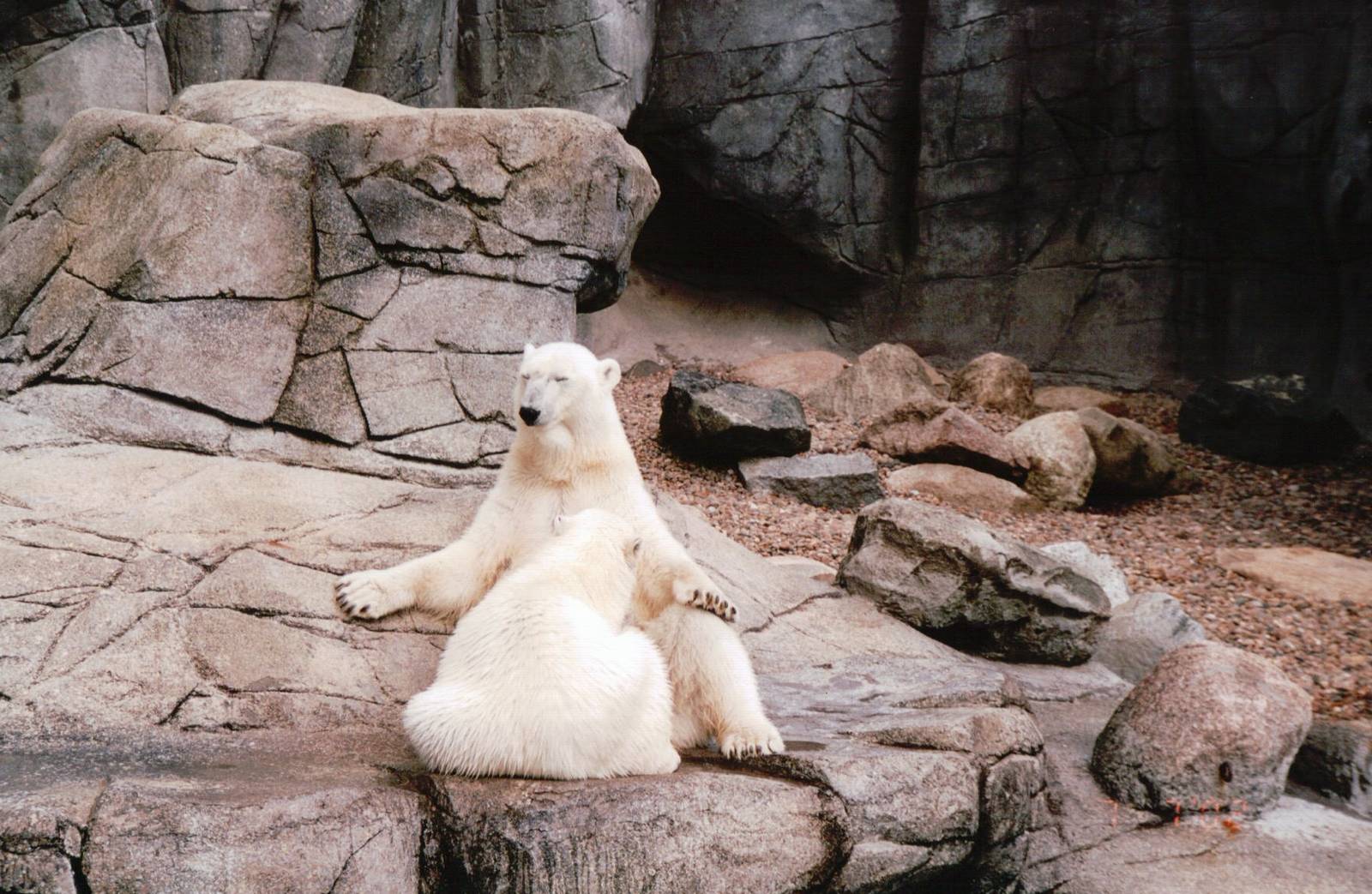 Aalborg Zoo 2002 - Polar Bear cub suckling its mother