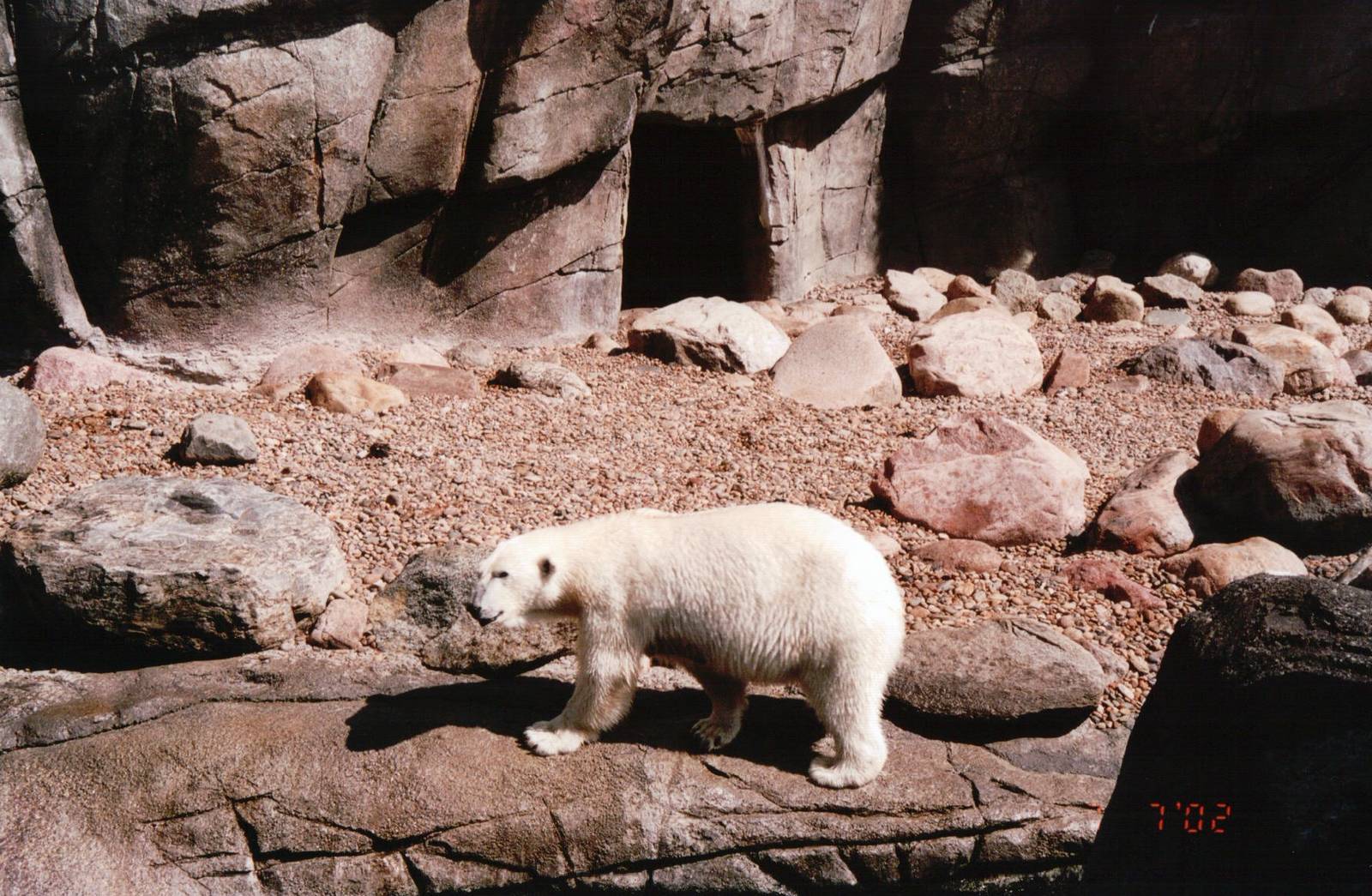 Aalborg Zoo 2002 - Polar Bear