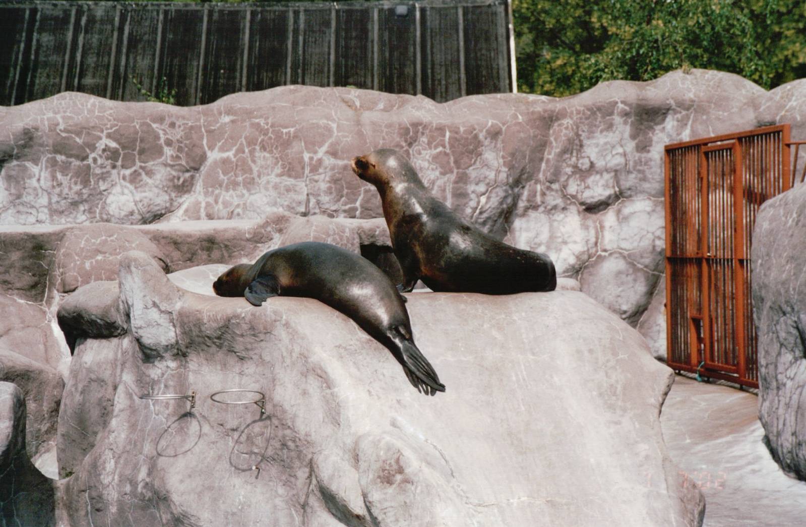 Aalborg Zoo 2002 - South American Sea Lions