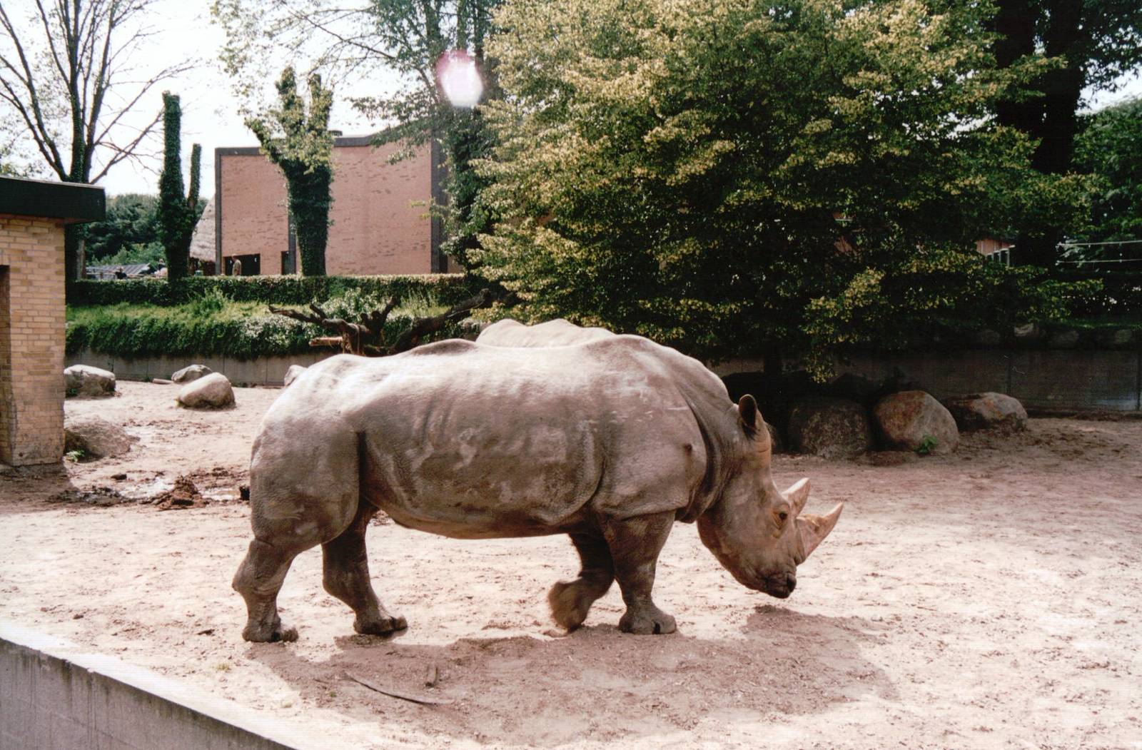 Aalborg Zoo 2002 - White Rhinoceros