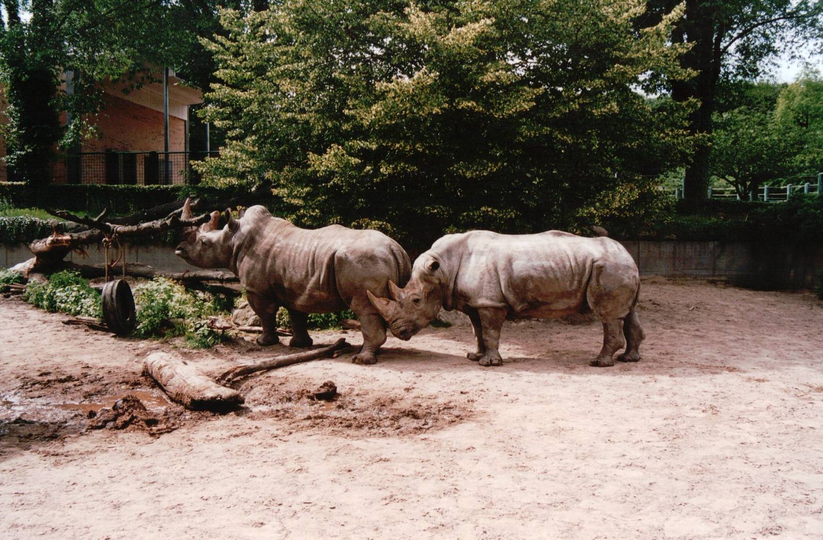 Aalborg Zoo 2002 - White Rhinoceros