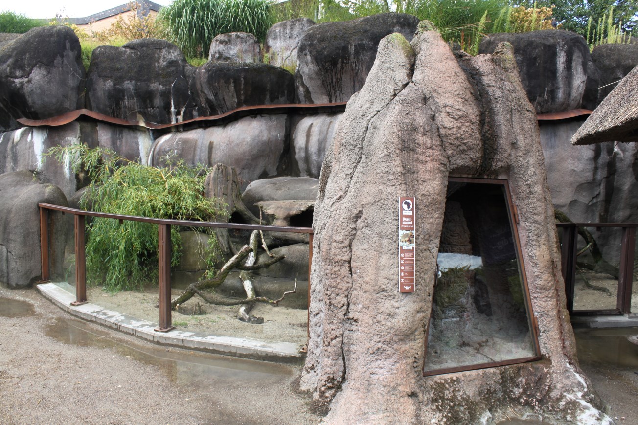 Aalborg Zoo - African Village (Dwarf mongoose)