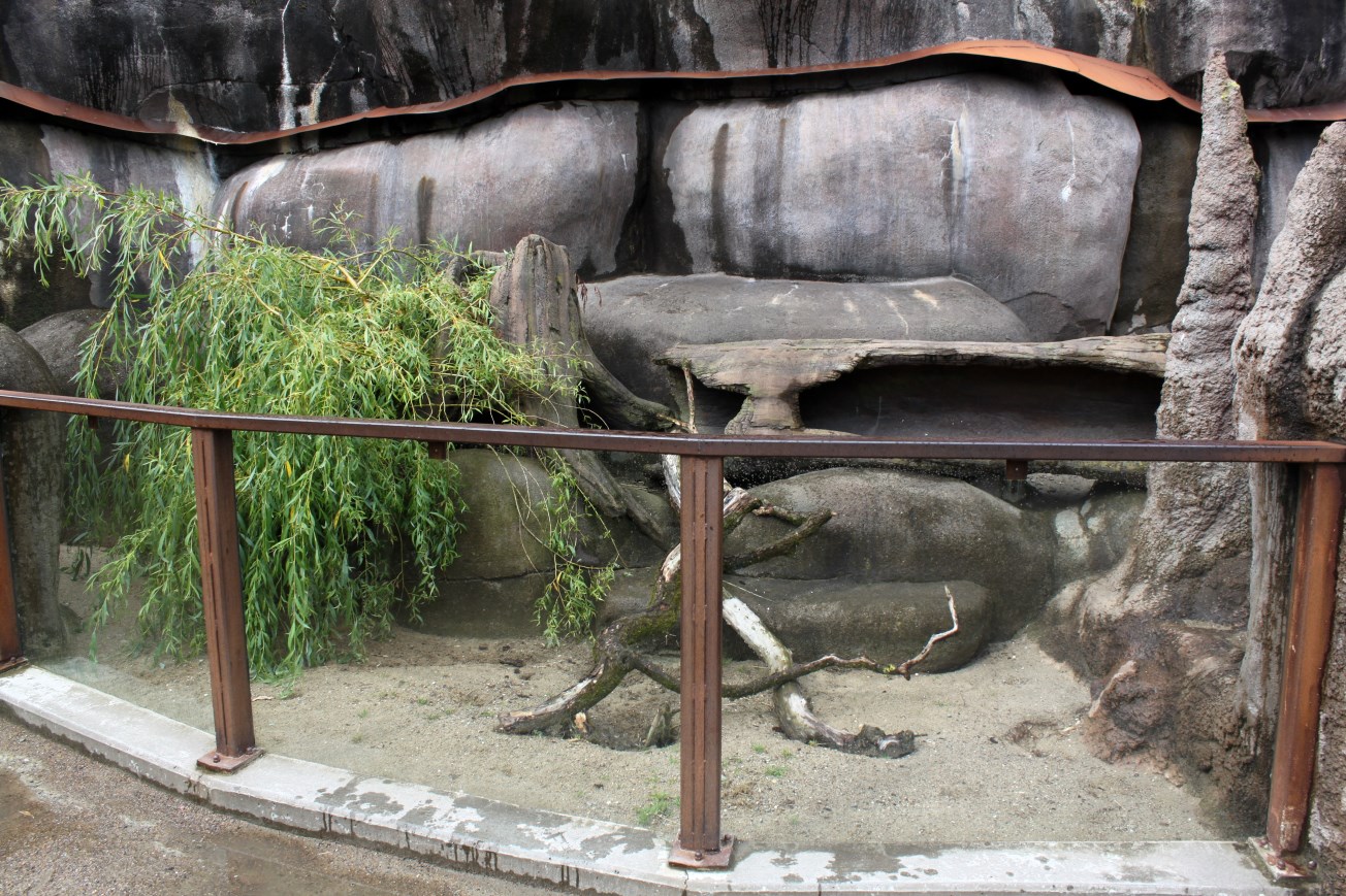 Aalborg Zoo - African Village (Dwarf mongoose)