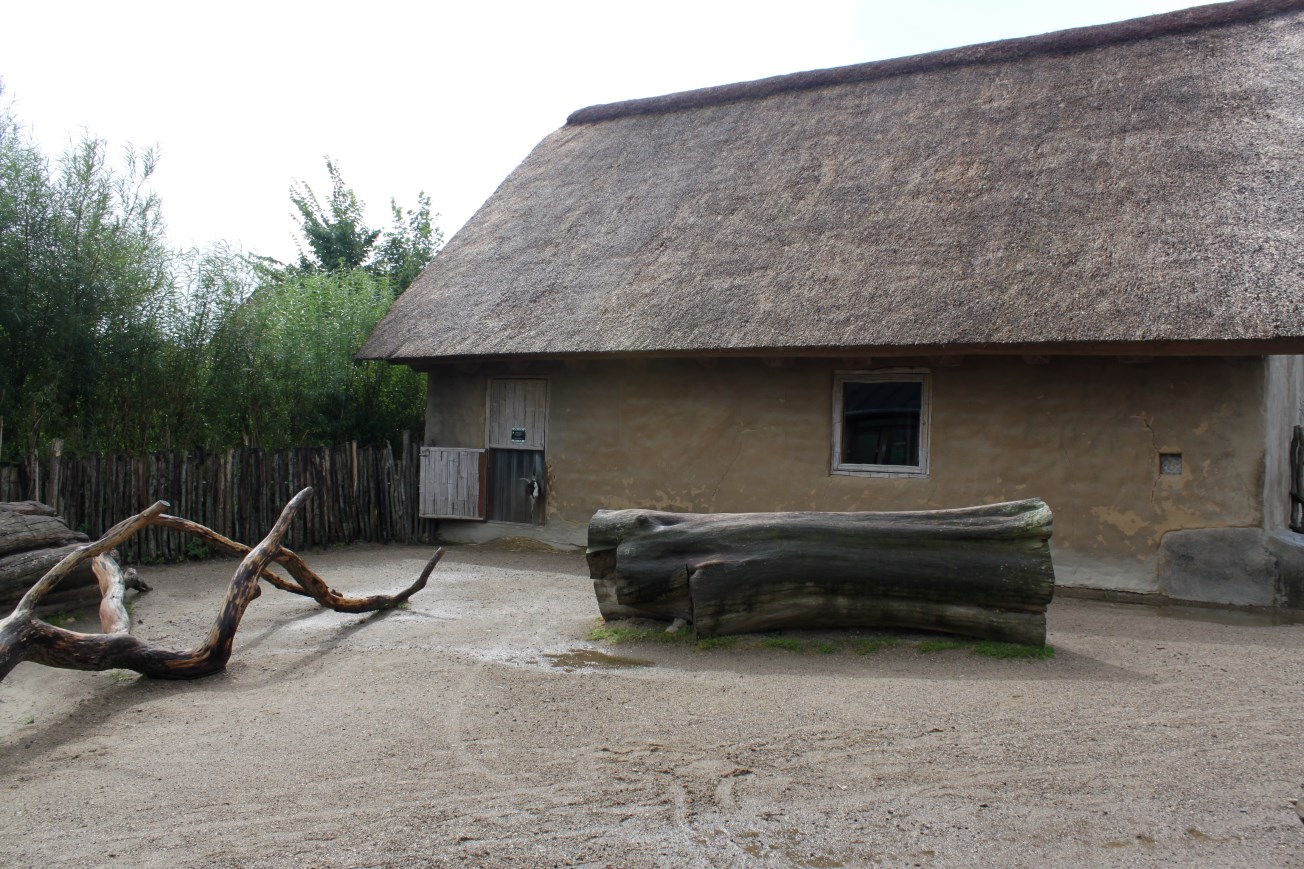 Aalborg Zoo - African Village (Goat)