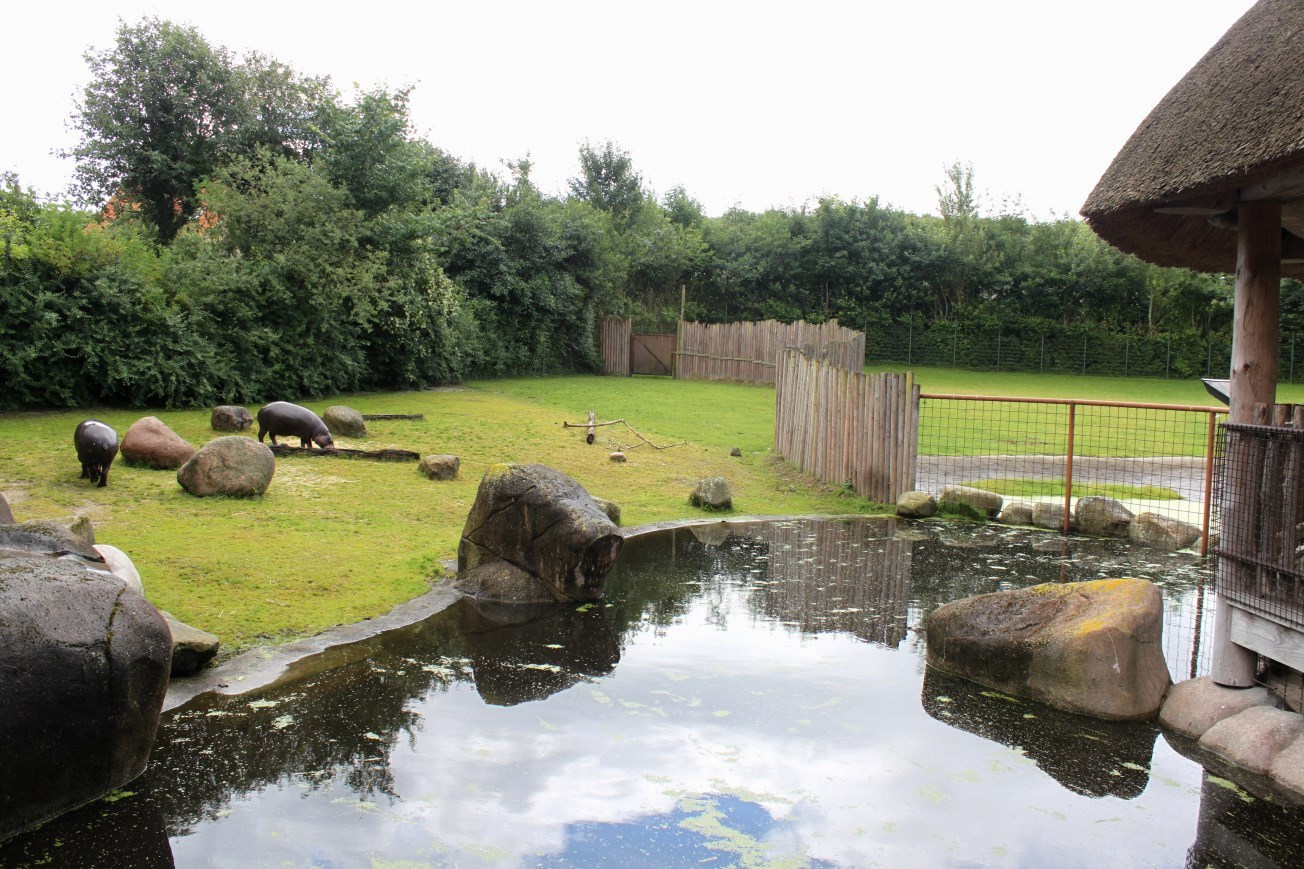 Aalborg Zoo - African Village (Pygmy hippo)