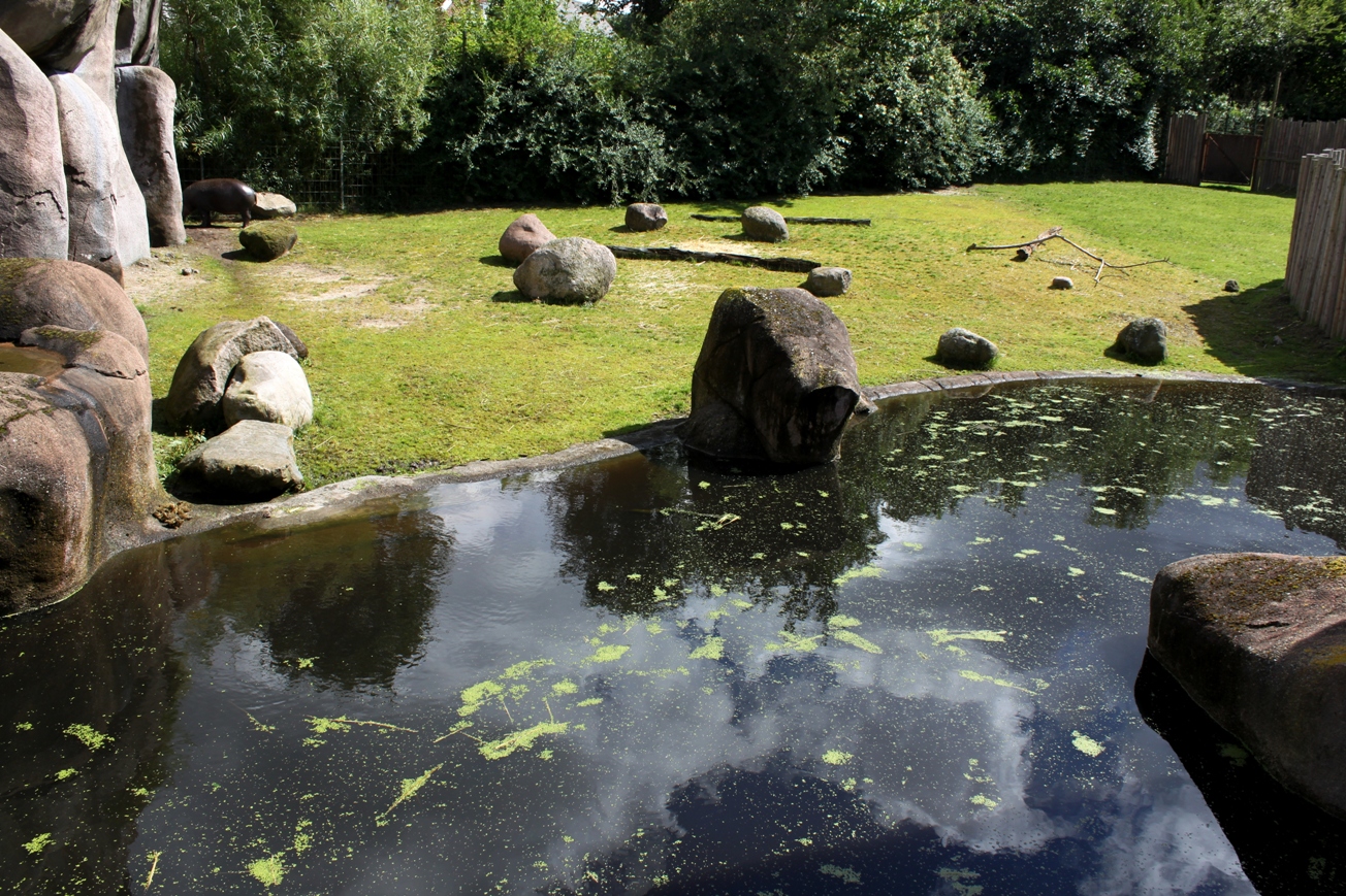 Aalborg Zoo - African Village (Pygmy hippo)