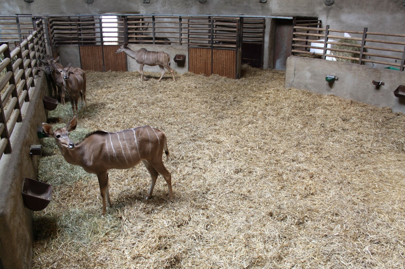 Aalborg Zoo - African Village (Savannah House)