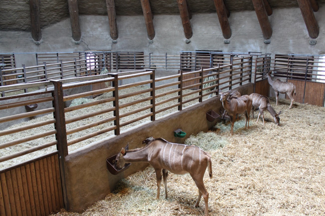 Aalborg Zoo - African Village (Savannah House)