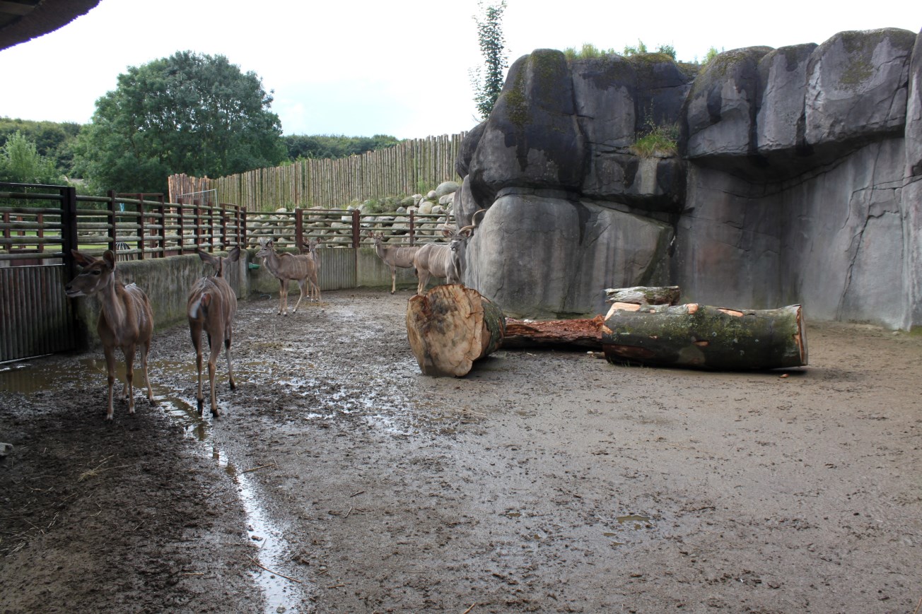 Aalborg Zoo - African Village (Savannah House)