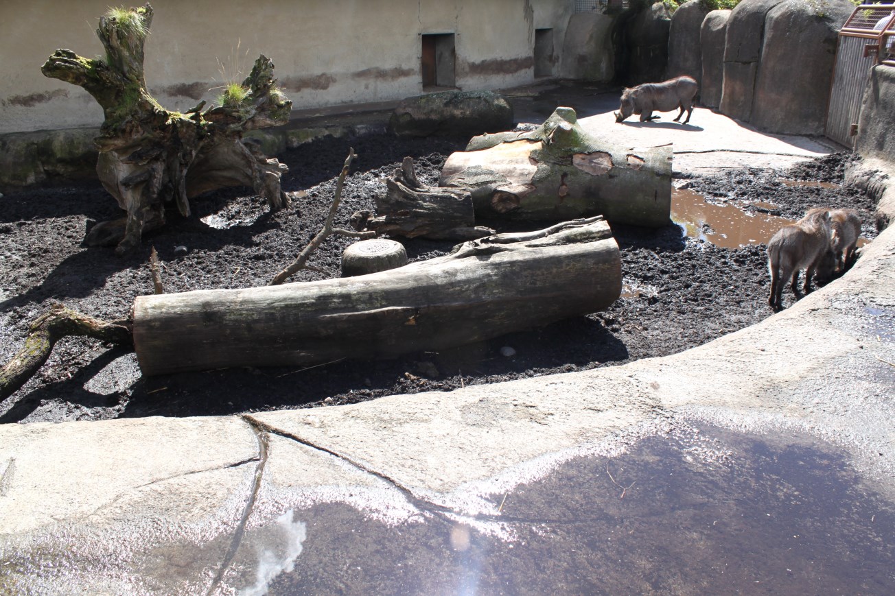 Aalborg Zoo - African Village (Warthog)