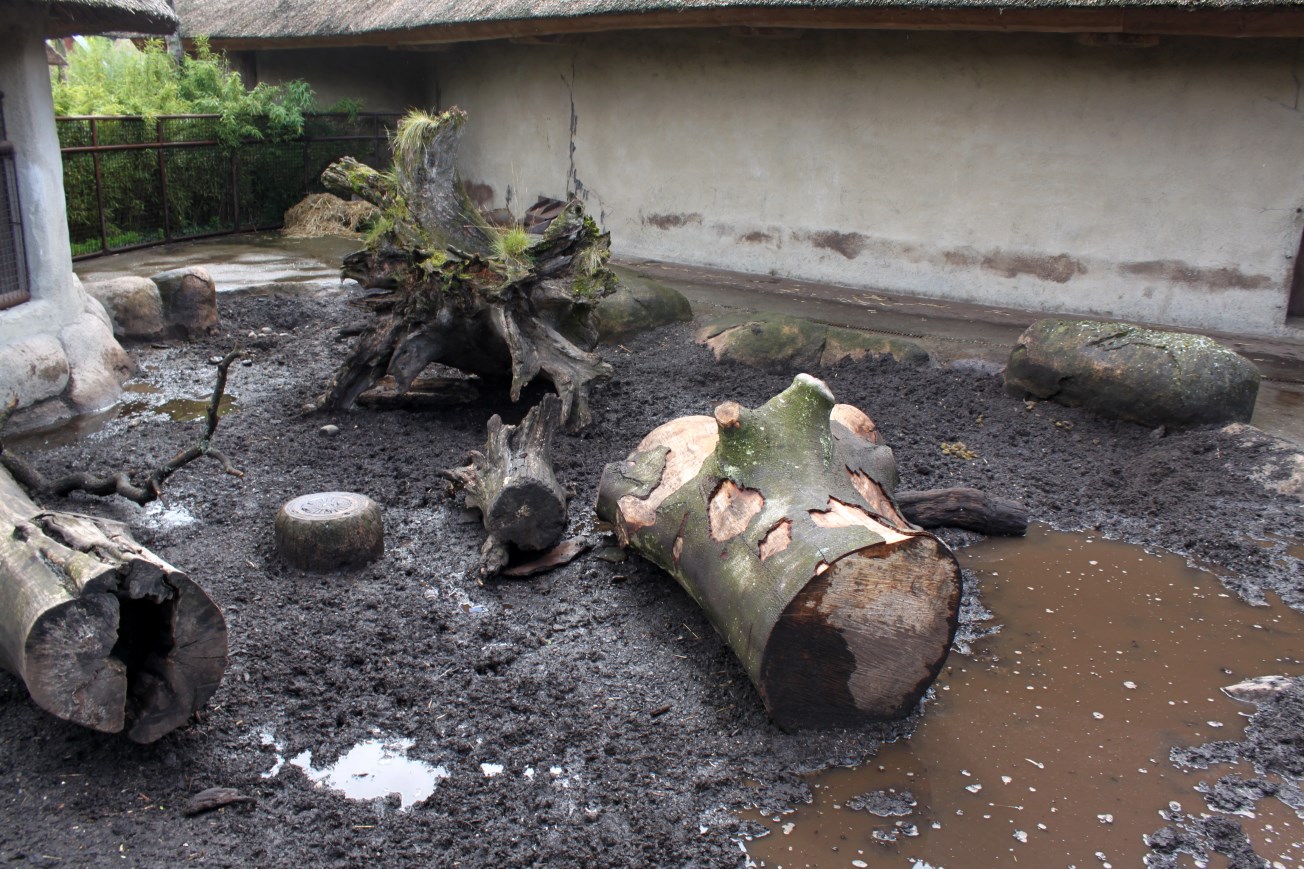 Aalborg Zoo - African Village (Warthog)