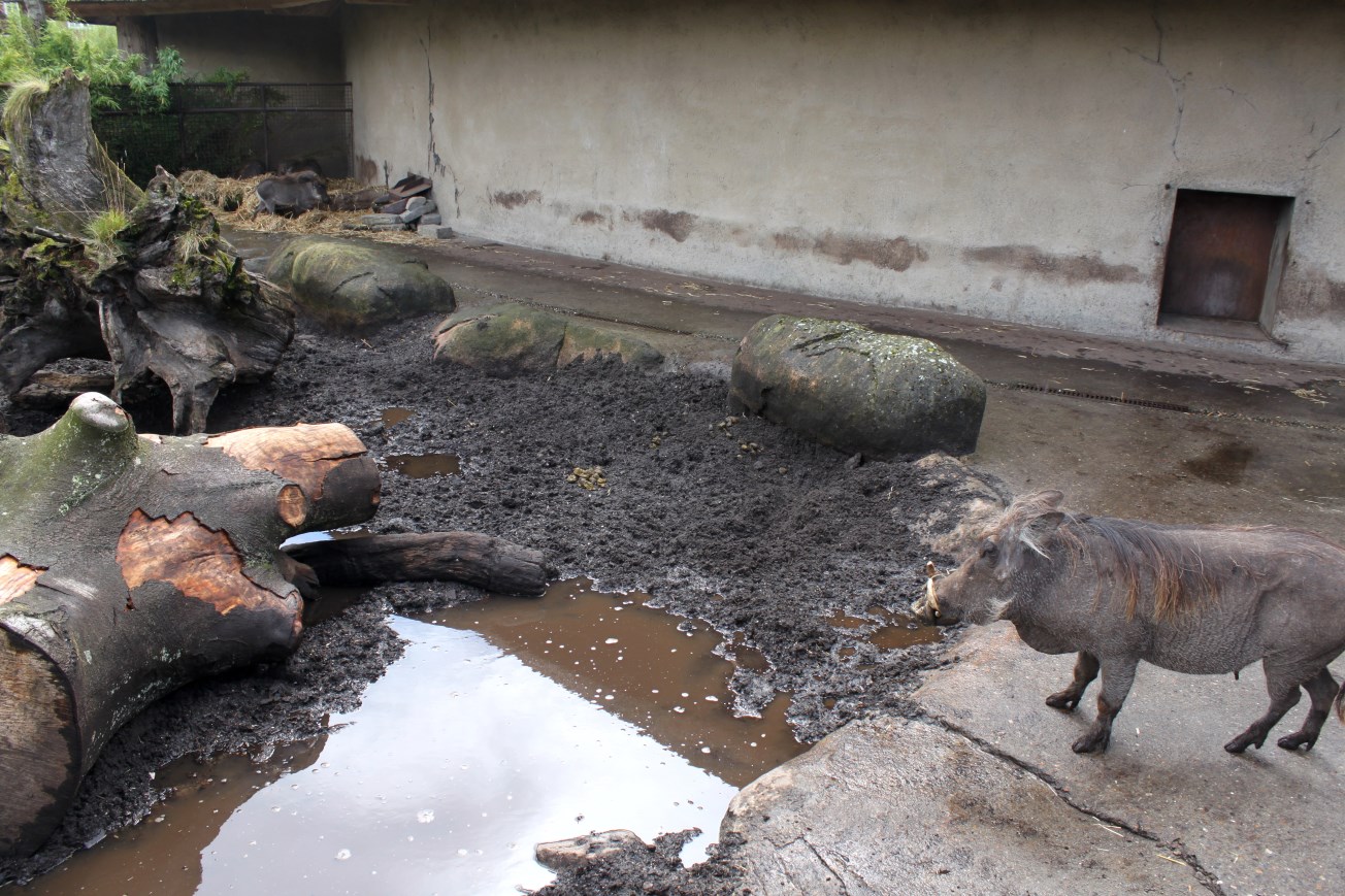 Aalborg Zoo - African Village (Warthog)