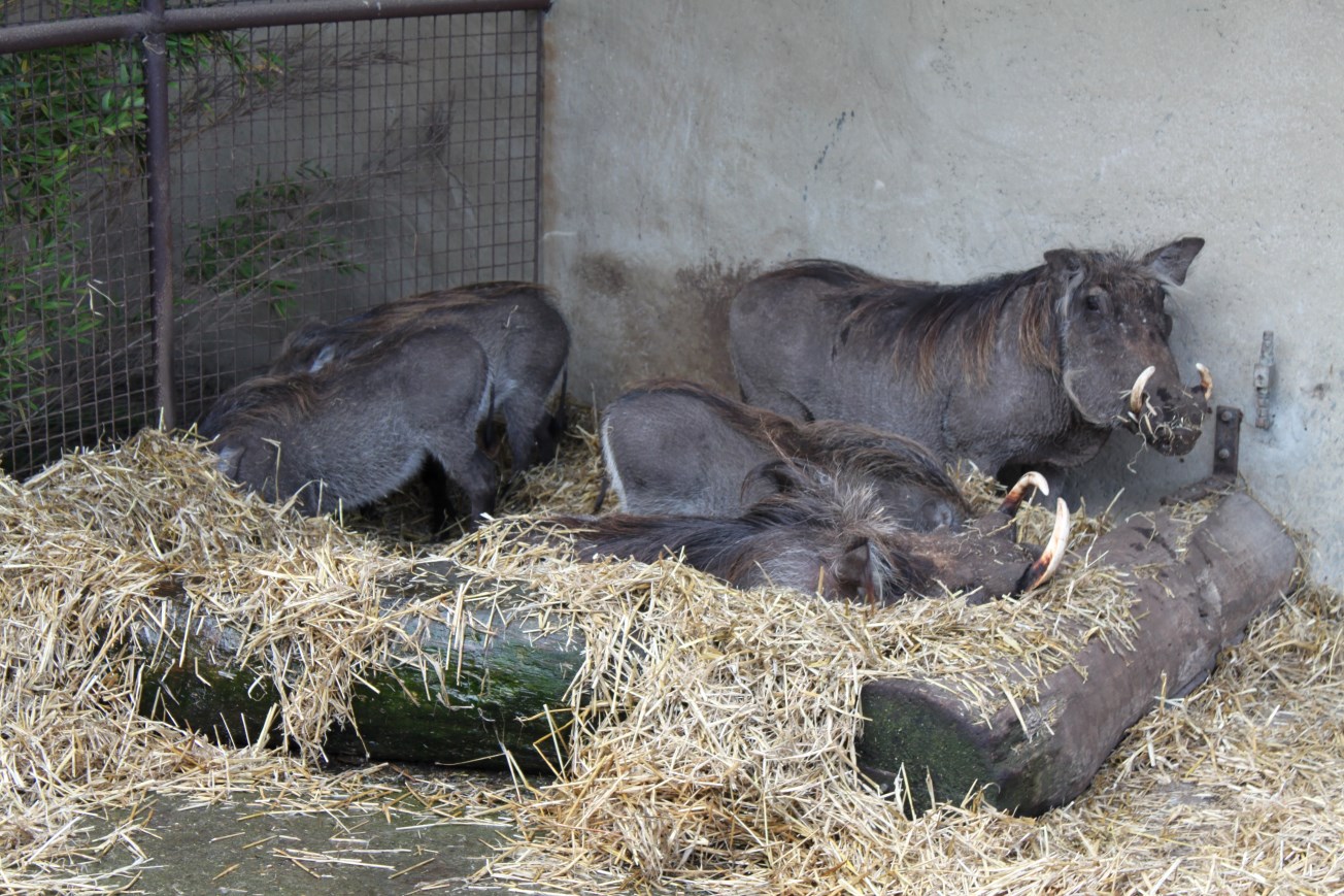 Aalborg Zoo - African Village (Warthogs)