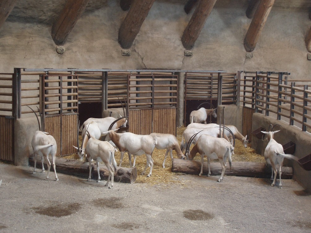 Aalborg Zoo - African Village
