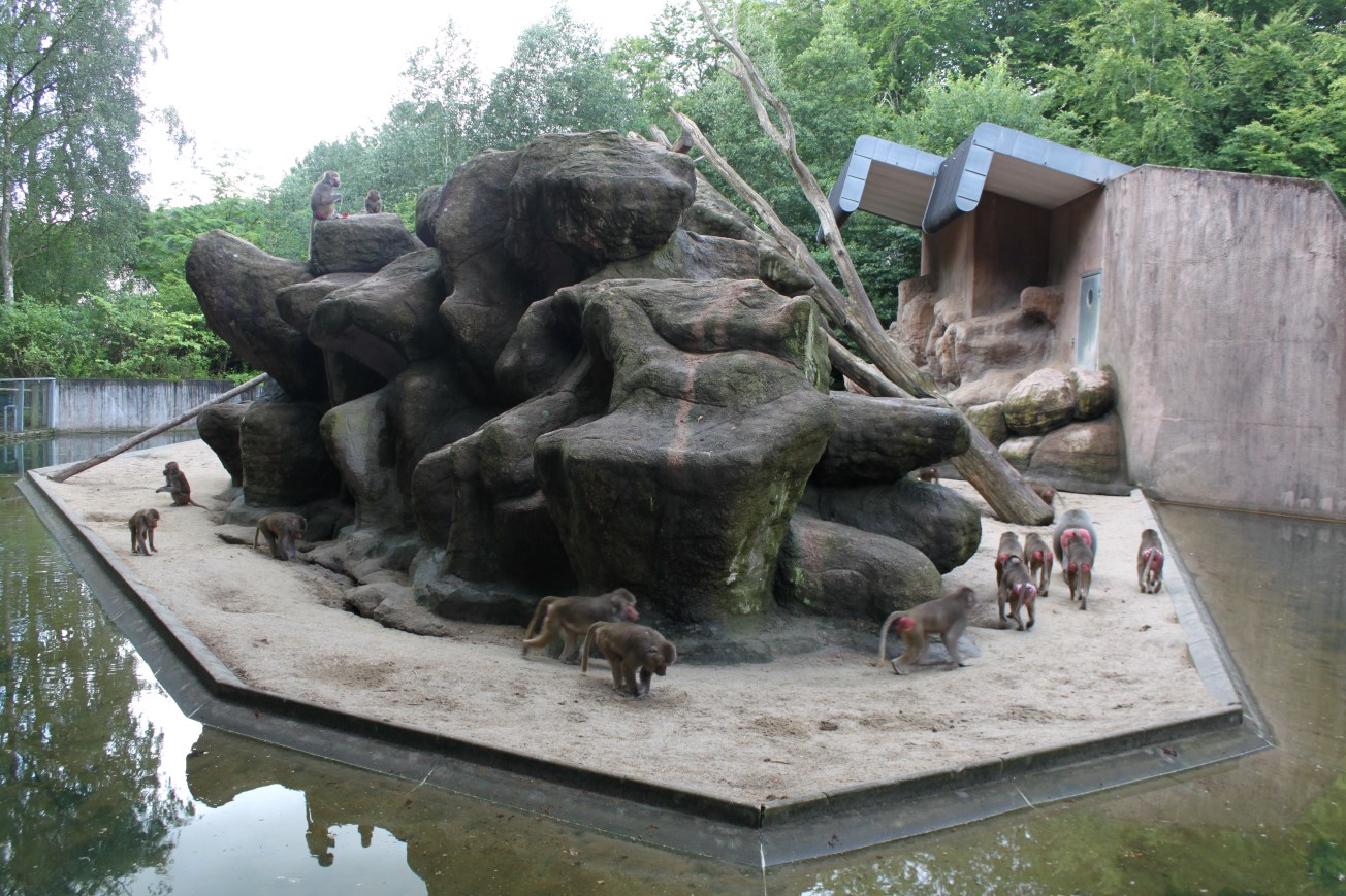Aalborg Zoo - Baboon Island