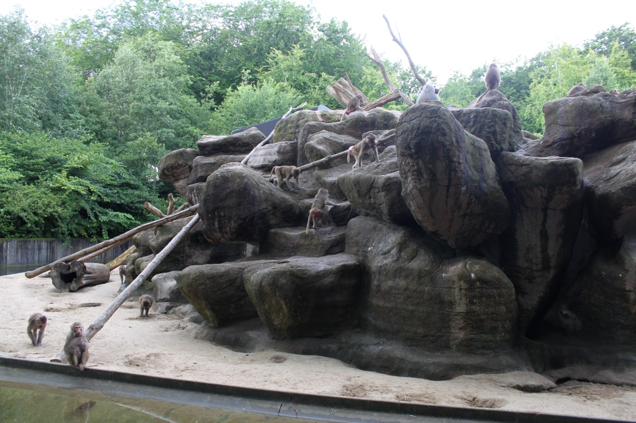 Aalborg Zoo - Baboon Island